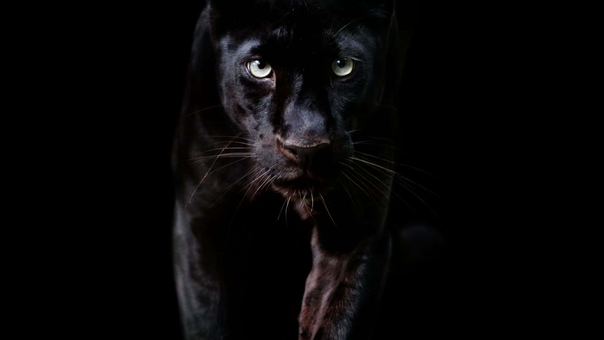 Panther1920 X 1080 Hintergrund.