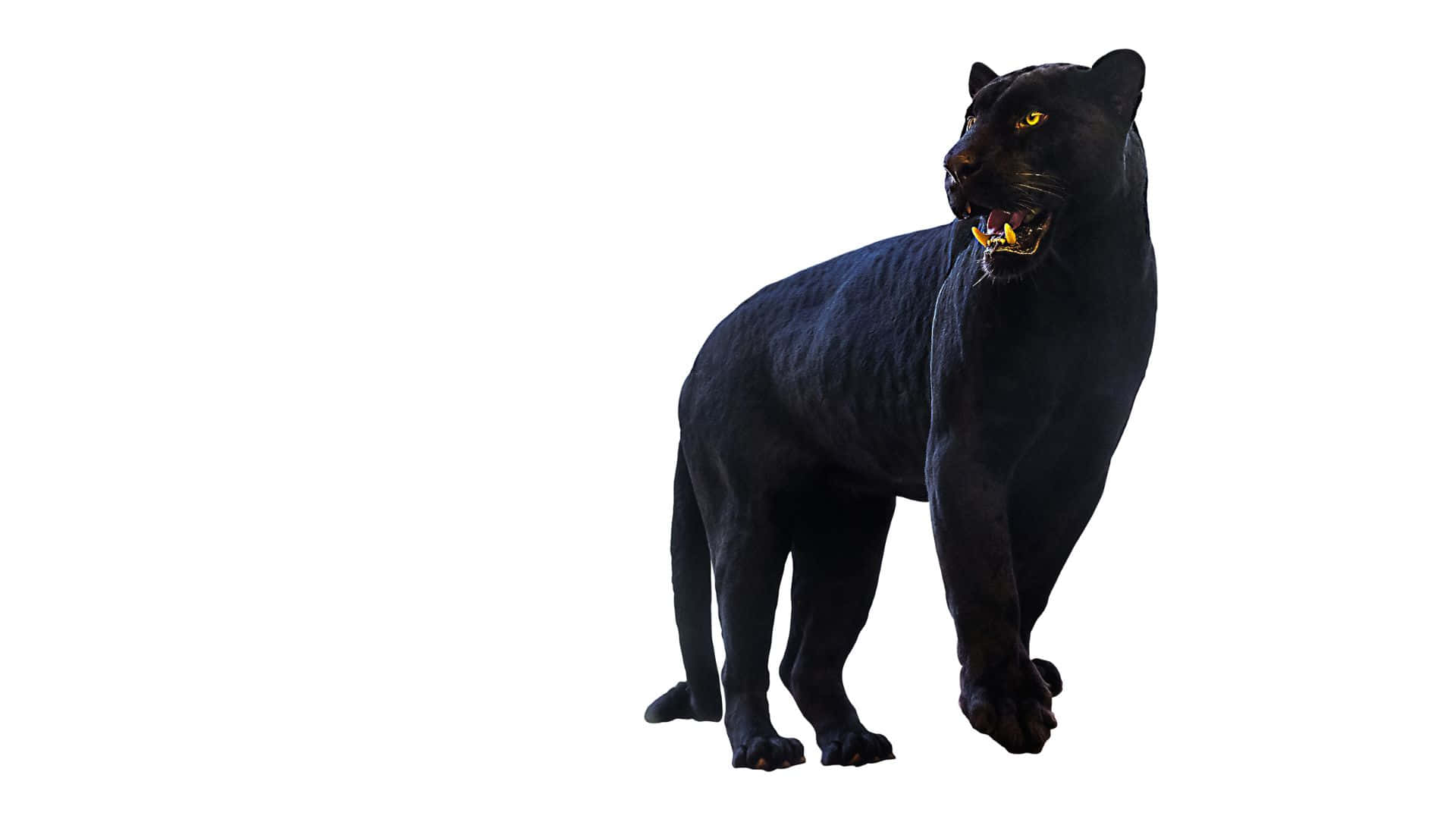 Panther1920 X 1080 Hintergrund