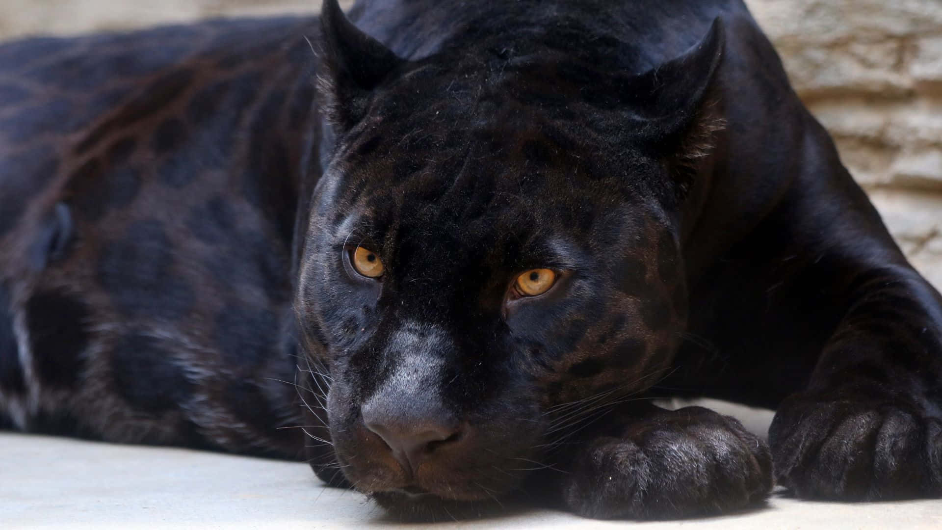 Majestic Black Panther Prowling in Its Natural Habitat