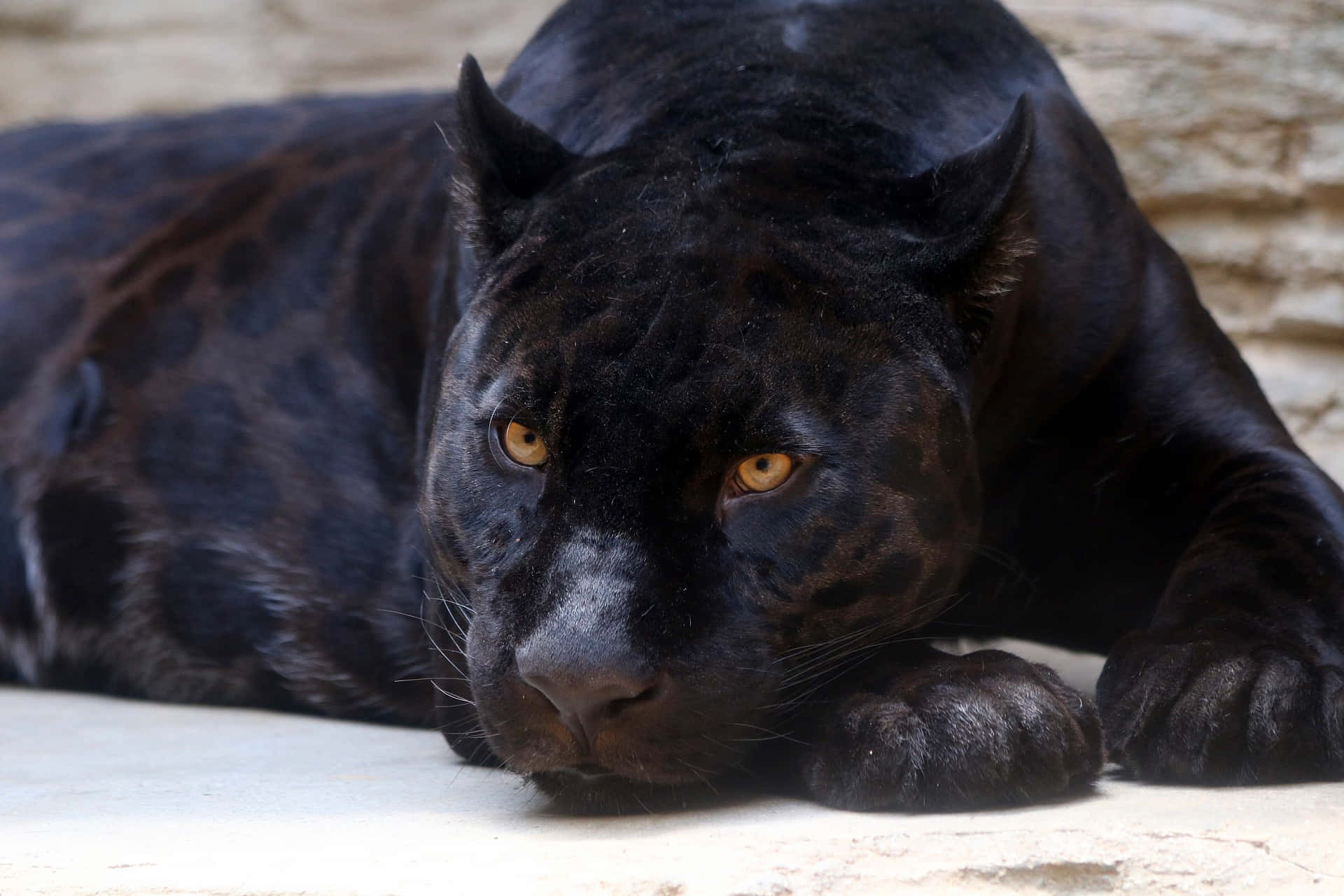 Majestic Black Panther Prowling in the Wild