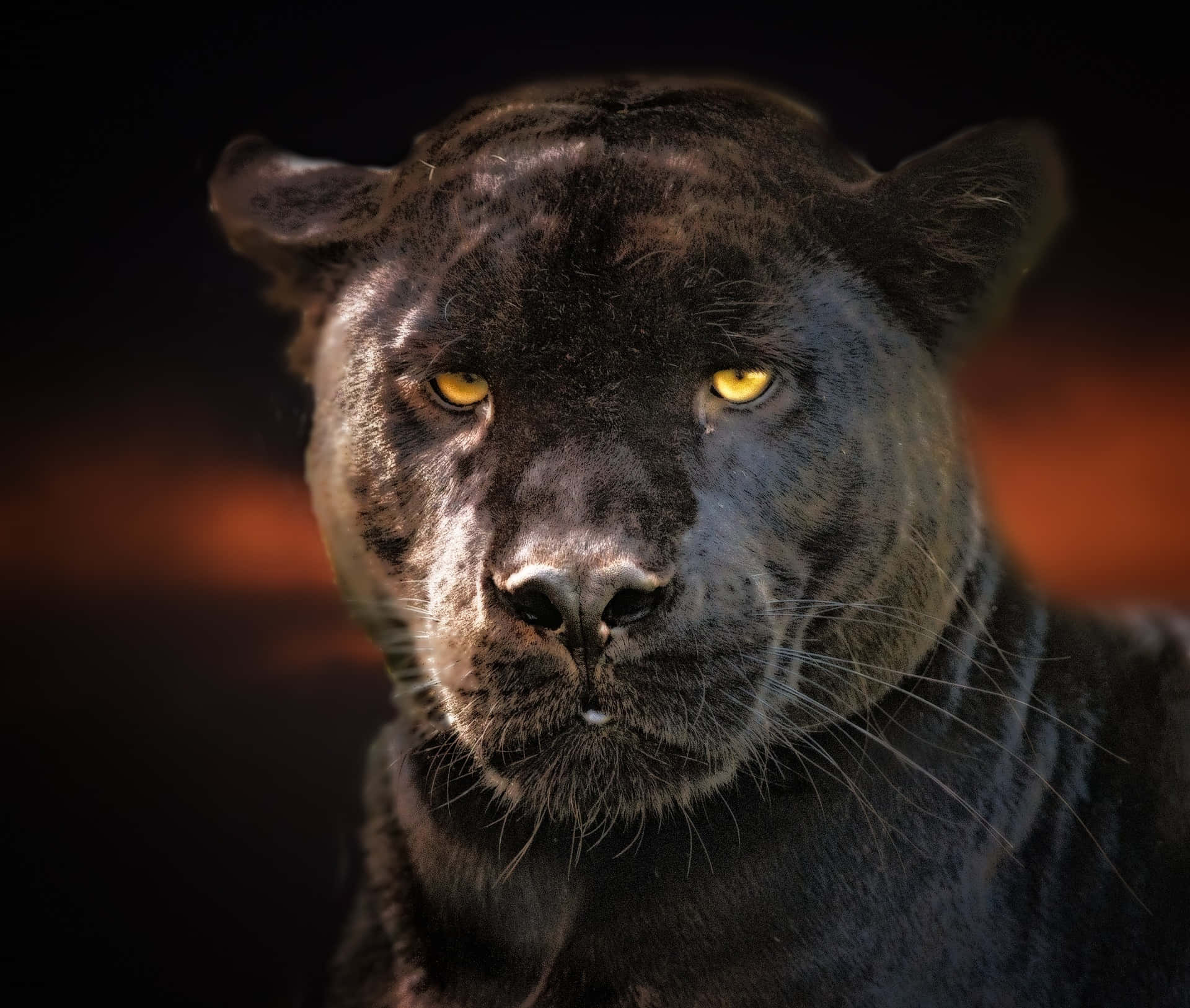Panther1920 X 1626 Hintergrund