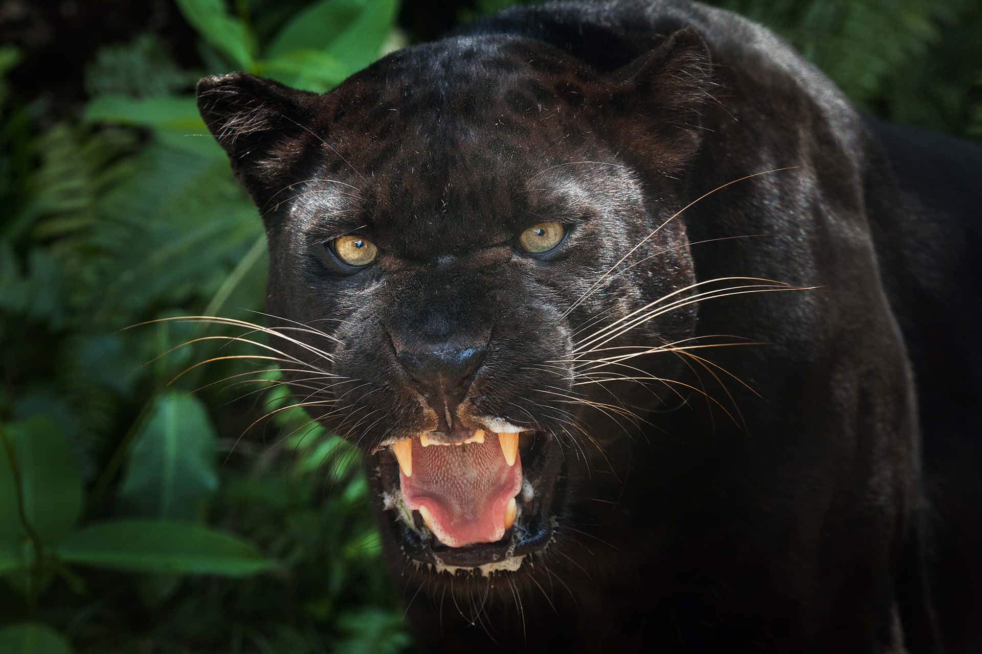 A Majestic Black Panther in a Lush Green Forest