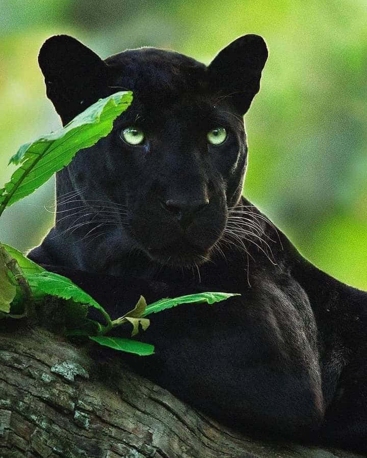 Download Panther Pictures | Wallpapers.com