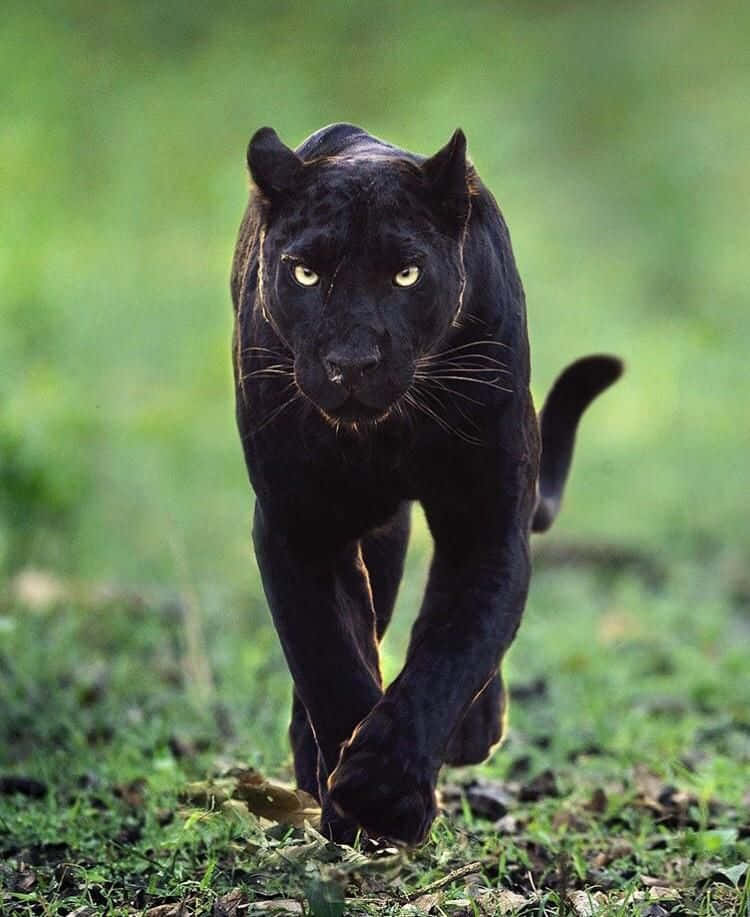 Panther Pictures