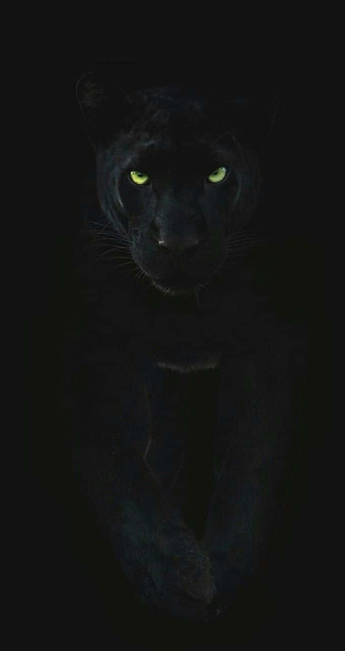 Download Panther Pictures | Wallpapers.com