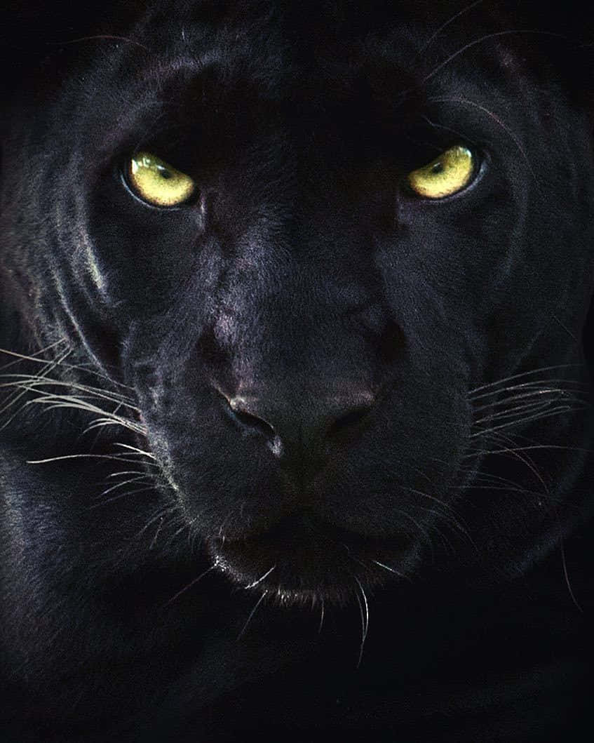 Panther Pictures