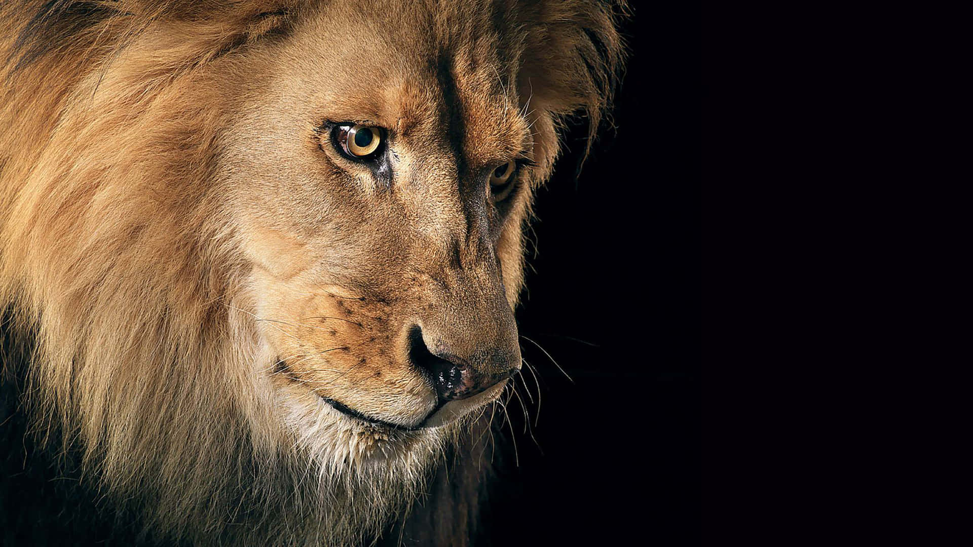 Löwenkopfvon Panthera Leo Leo Wallpaper