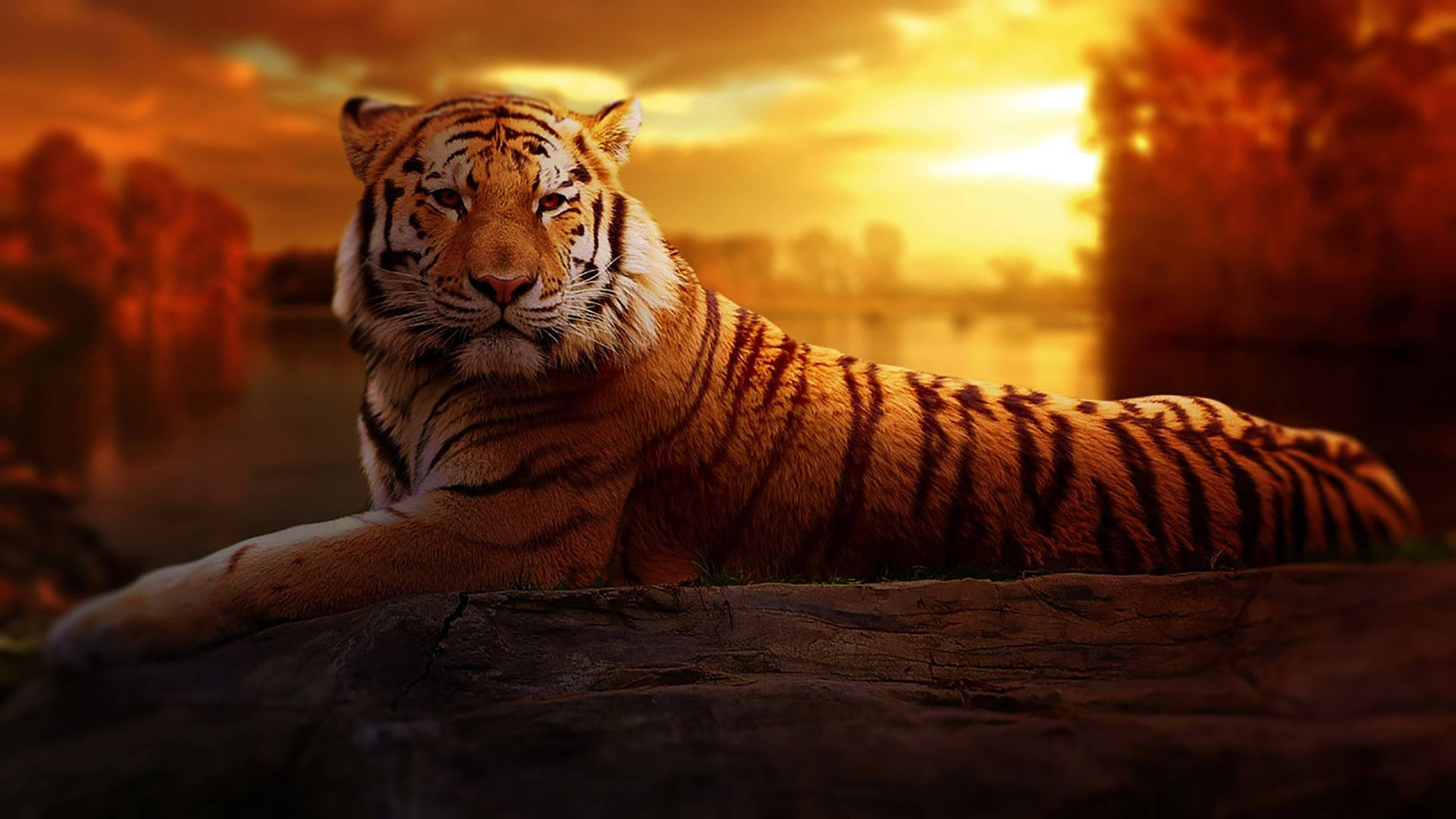 Panthera Tigris 8k Tiger Uhd Background