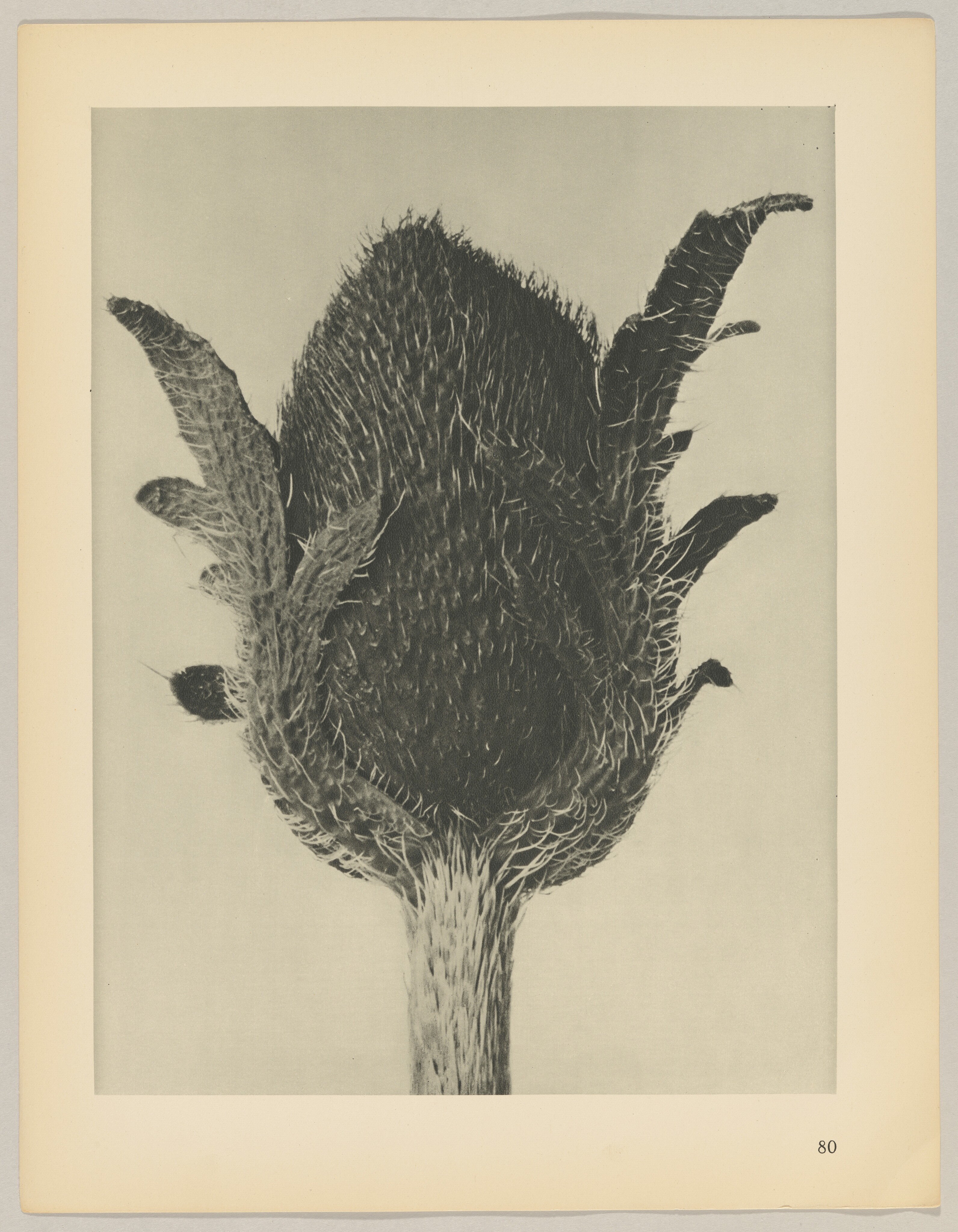 Papaver orientale Wallpaper