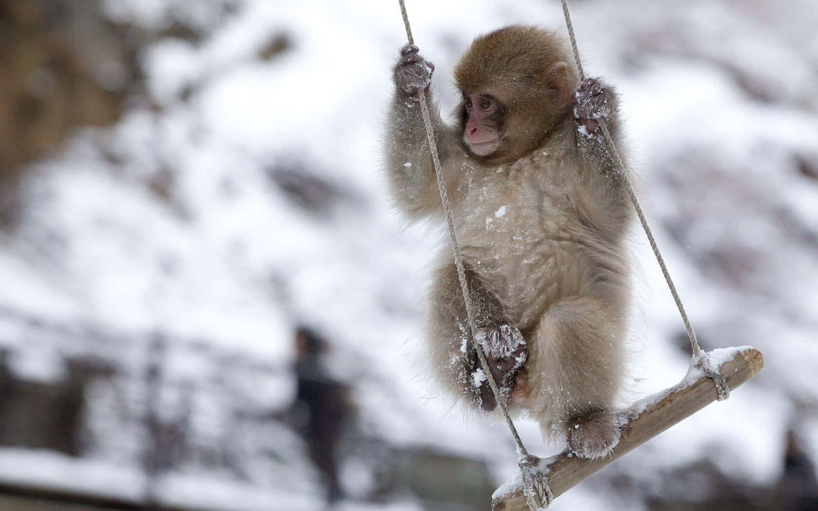 Papelde Parede De Bebê Macaco.