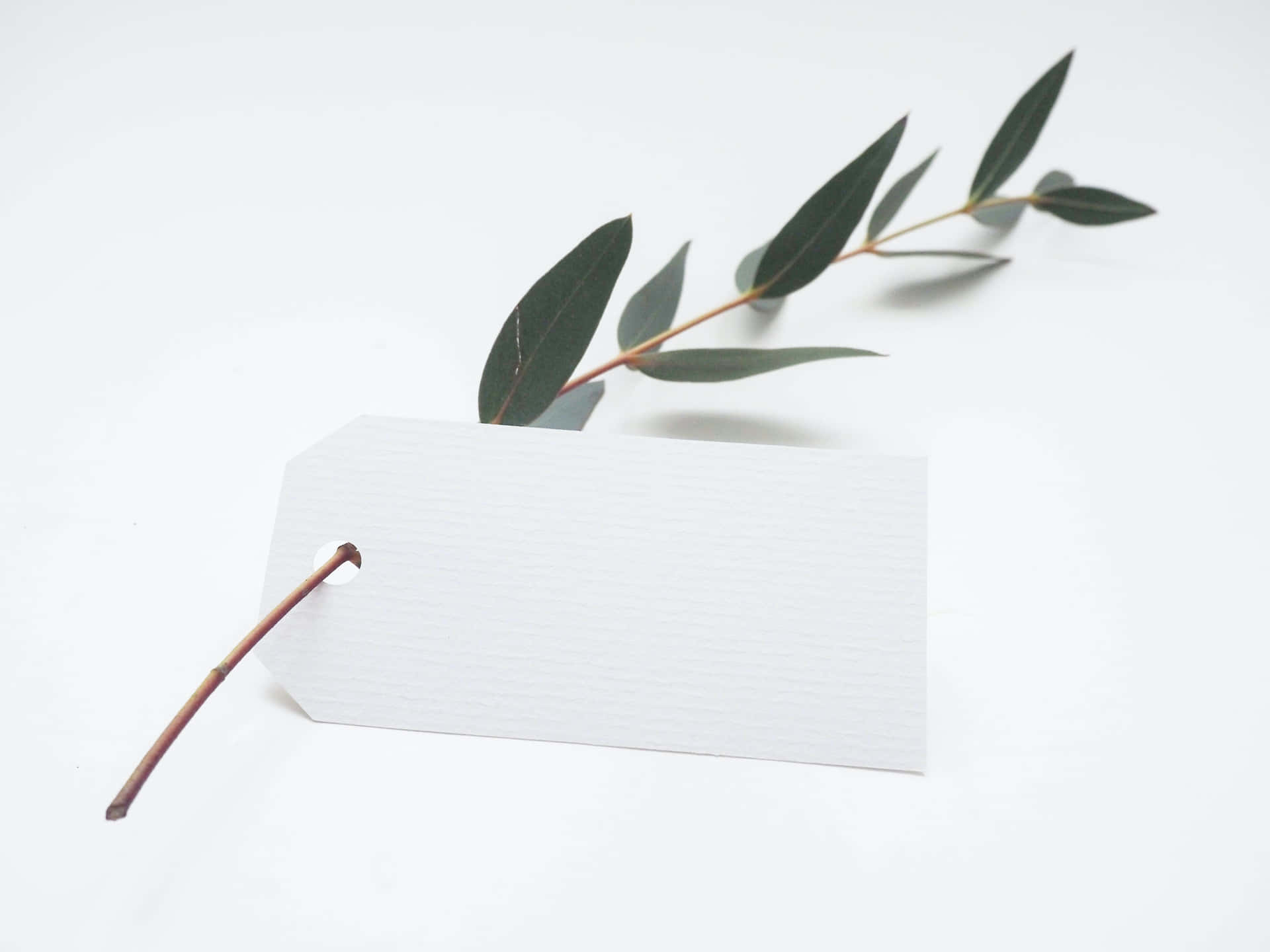 Paper Tag On Plant Background