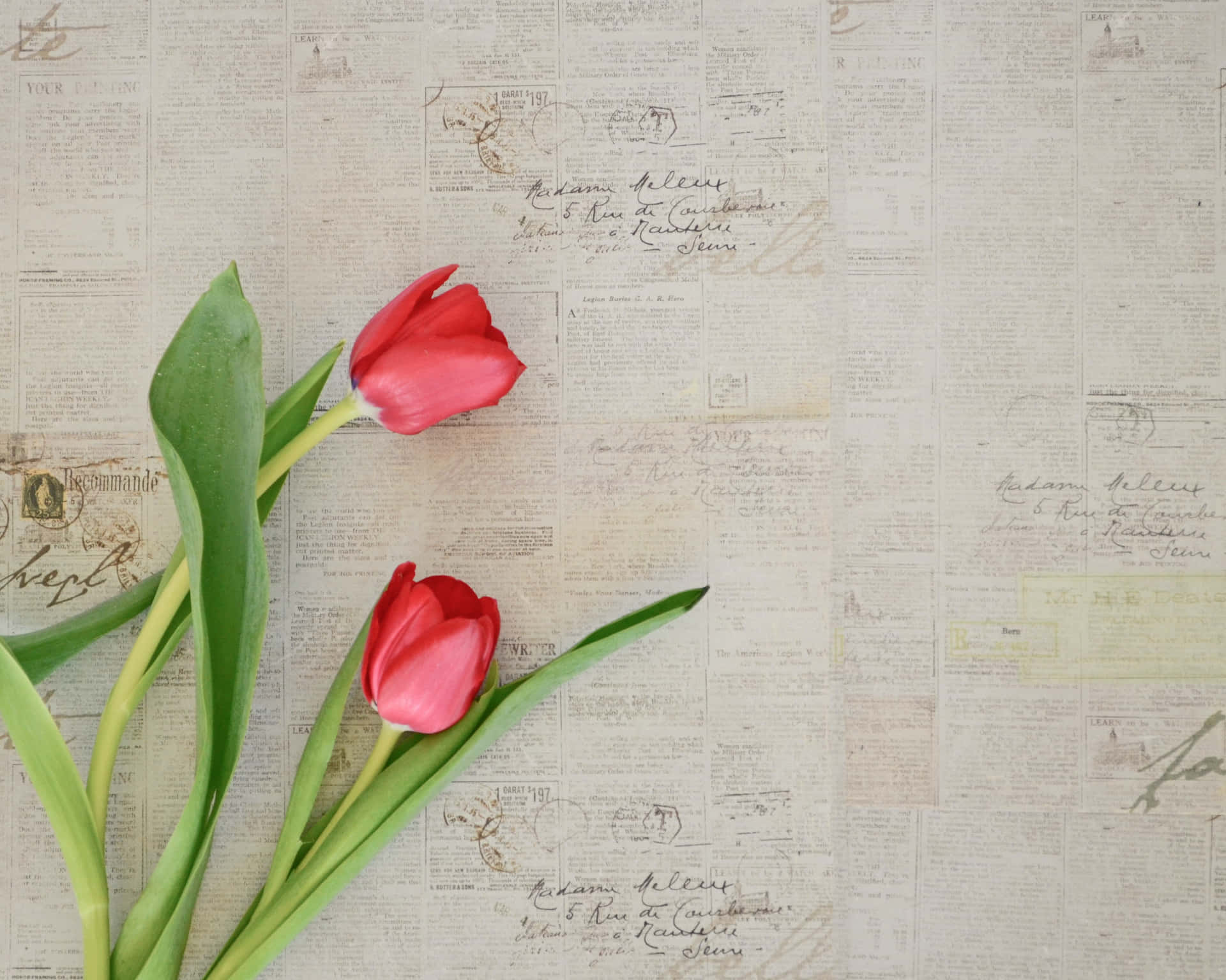 Tulipanisu Carta Con Sfondo A Motivi