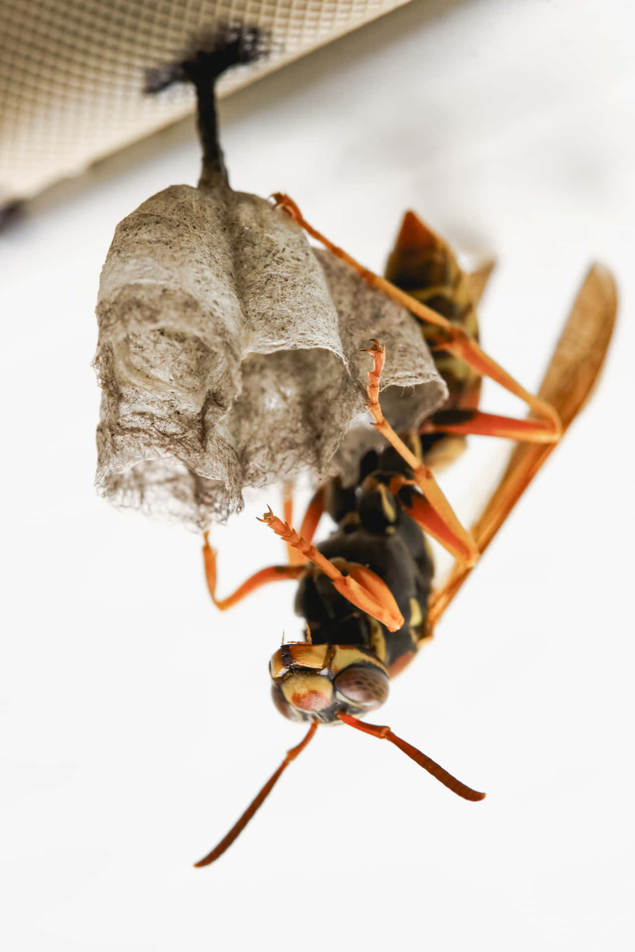 Paper Wasp Guarding Nest.jpg Wallpaper