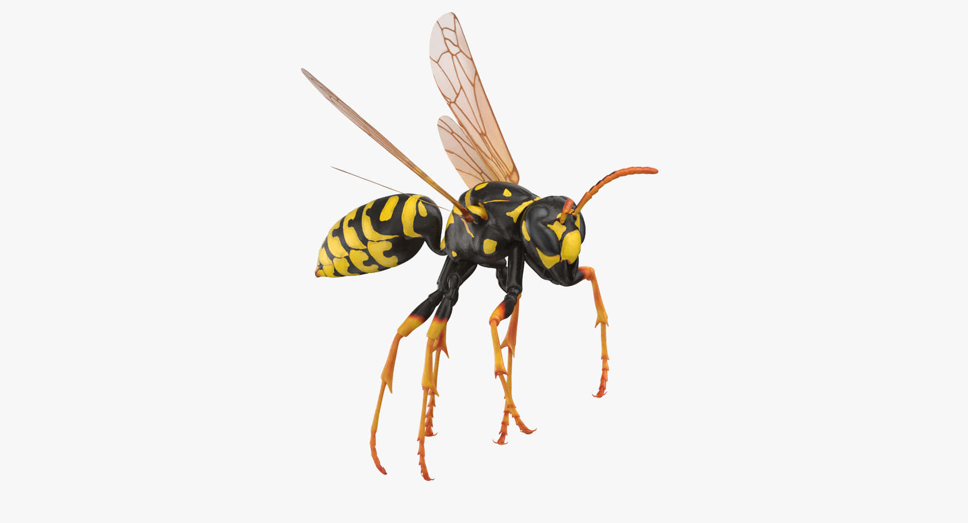 Paper Wasp Side View Wallpaper