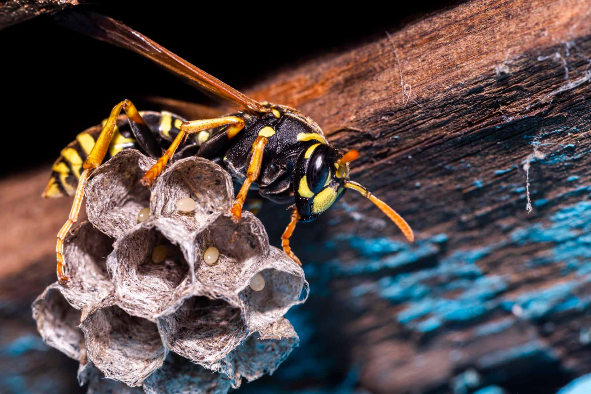 Paper Wasp Tending Nest.jpg Wallpaper