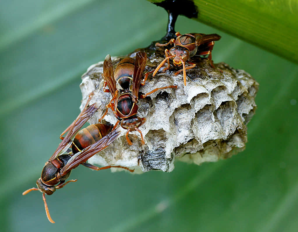 Paper Wasps Guarding Nest.jpg Wallpaper