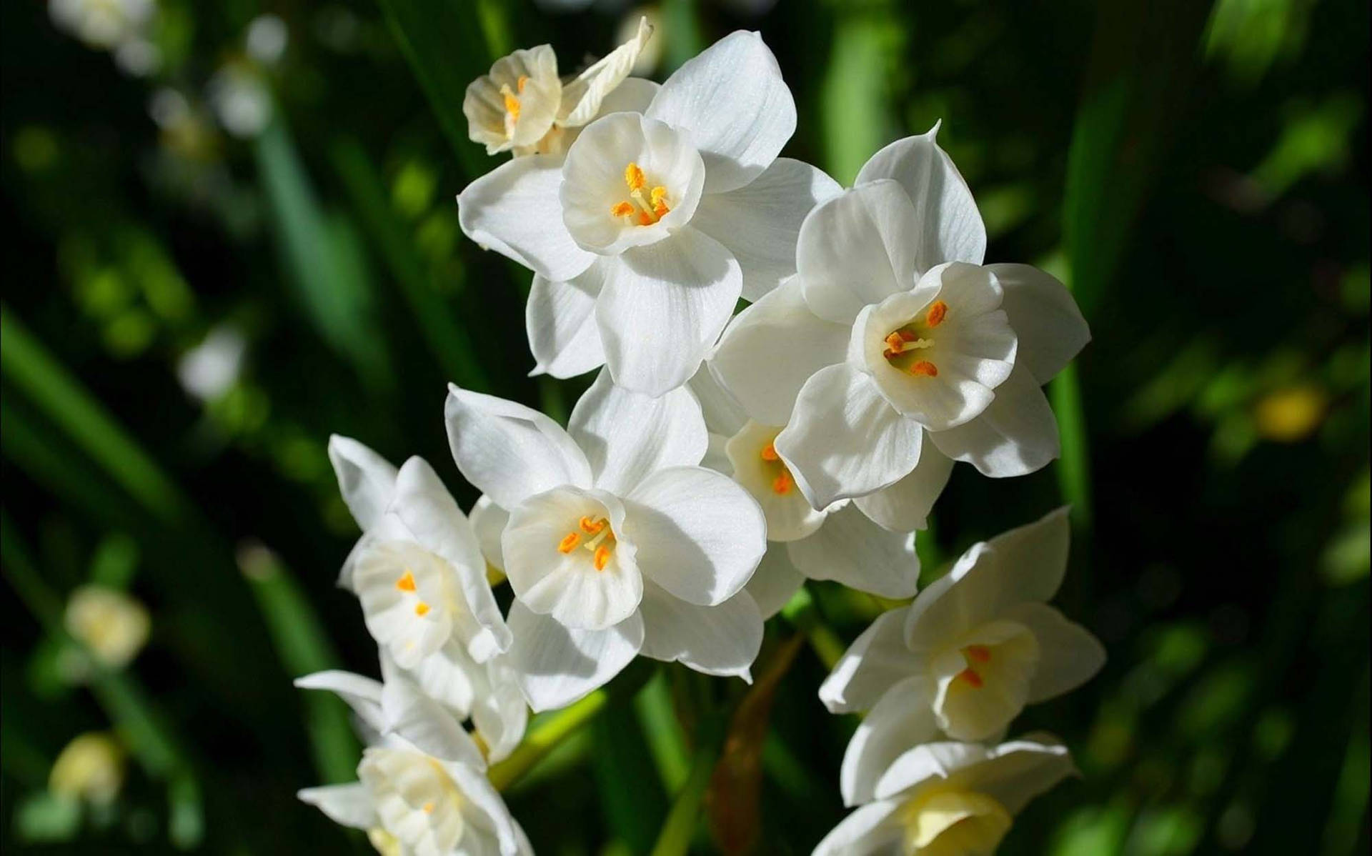 Paperwhite Narcissus Flowers