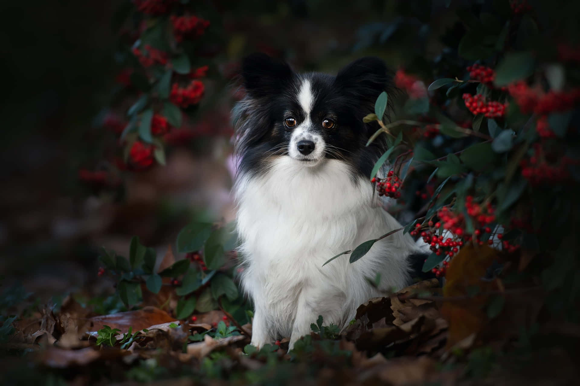 Papillon Hond Tussen Herfstbessen Achtergrond