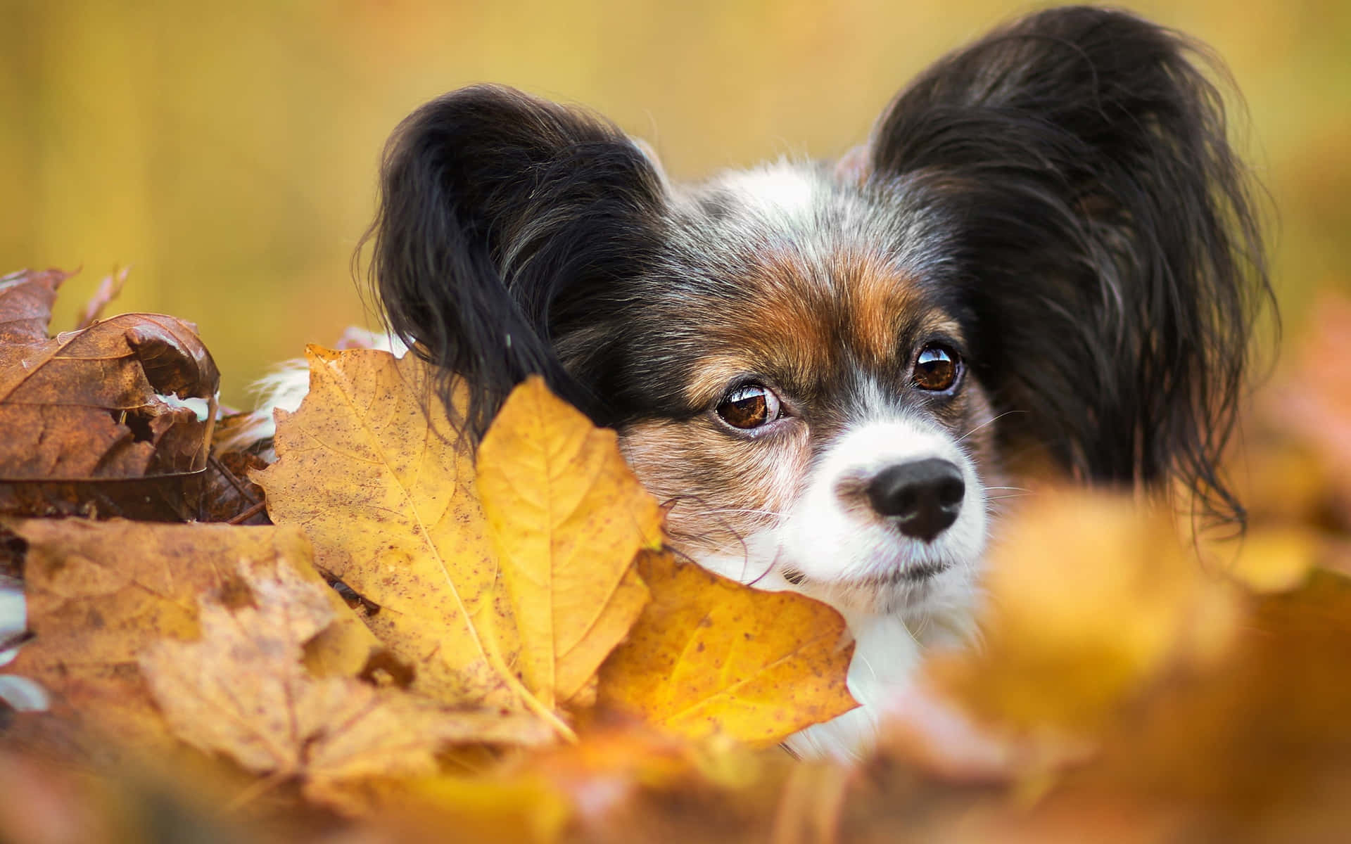 Papillon Dog Amidst Autumn Leaves Wallpaper