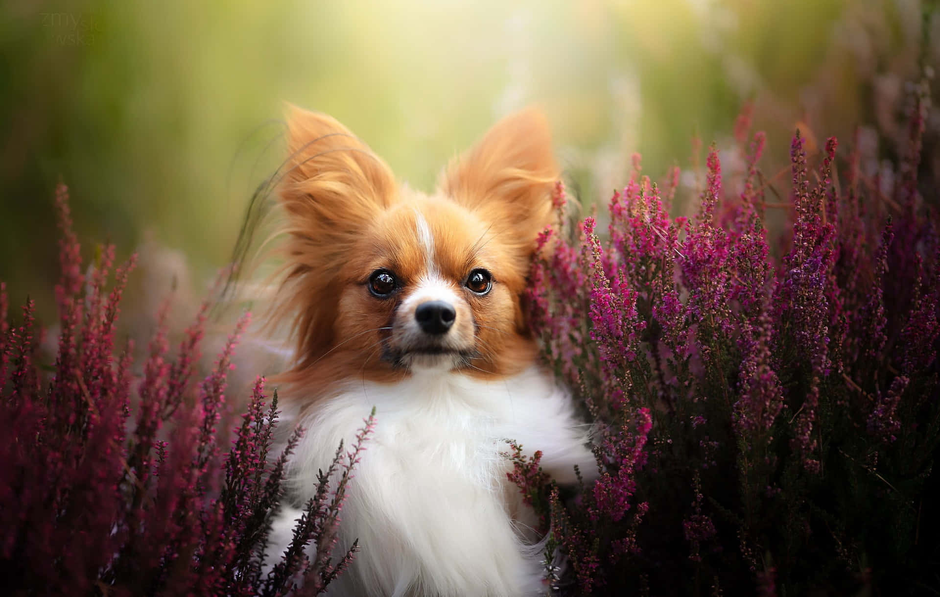 Papillon Hond Tussen Paarse Bloemen Achtergrond