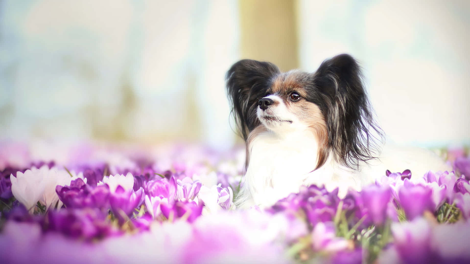 Papillon Hond Tussen Paarse Bloemen Achtergrond