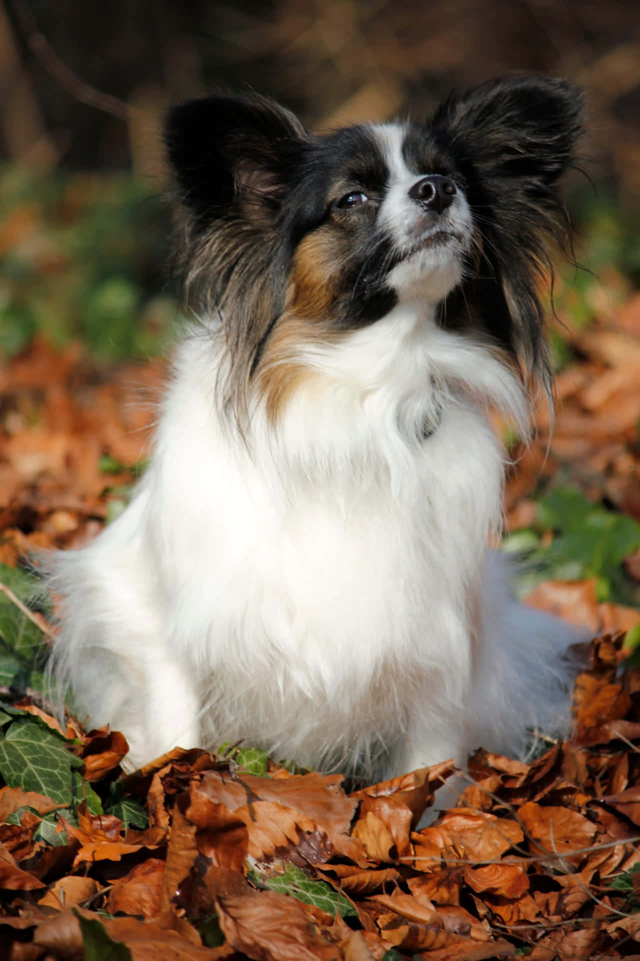 Papillon Hond Herfstbladeren Achtergrond