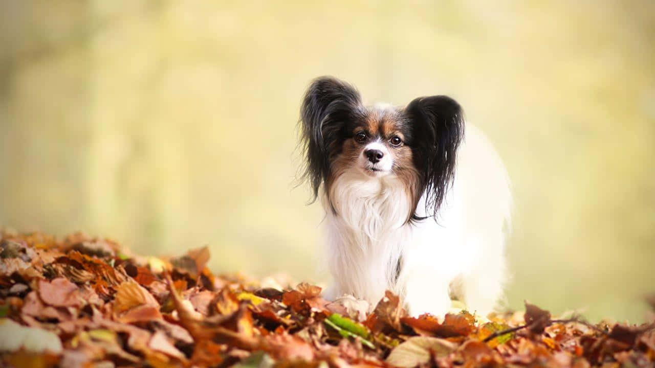 Papillon Hond Herfstbladeren Achtergrond