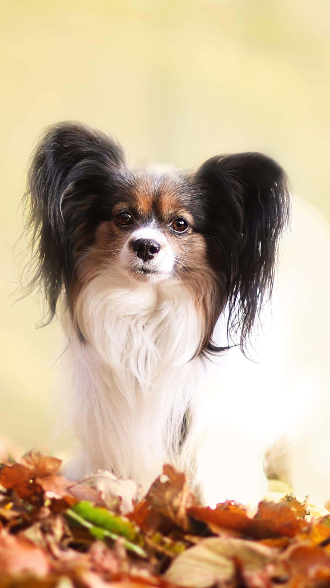 Papillon Dog Autumn Leaves Portrait Wallpaper