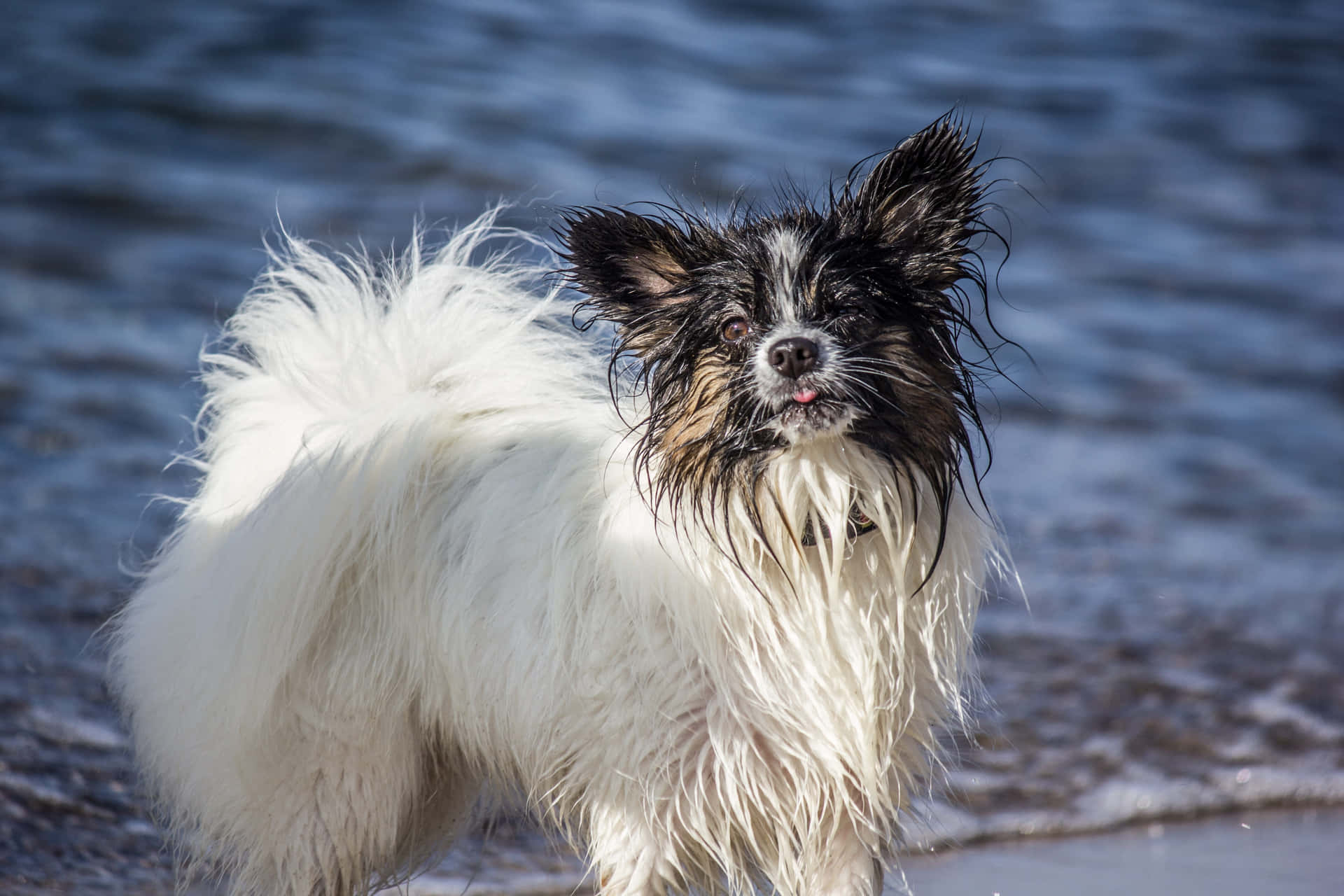 Papillon Dog Beach Day Wallpaper