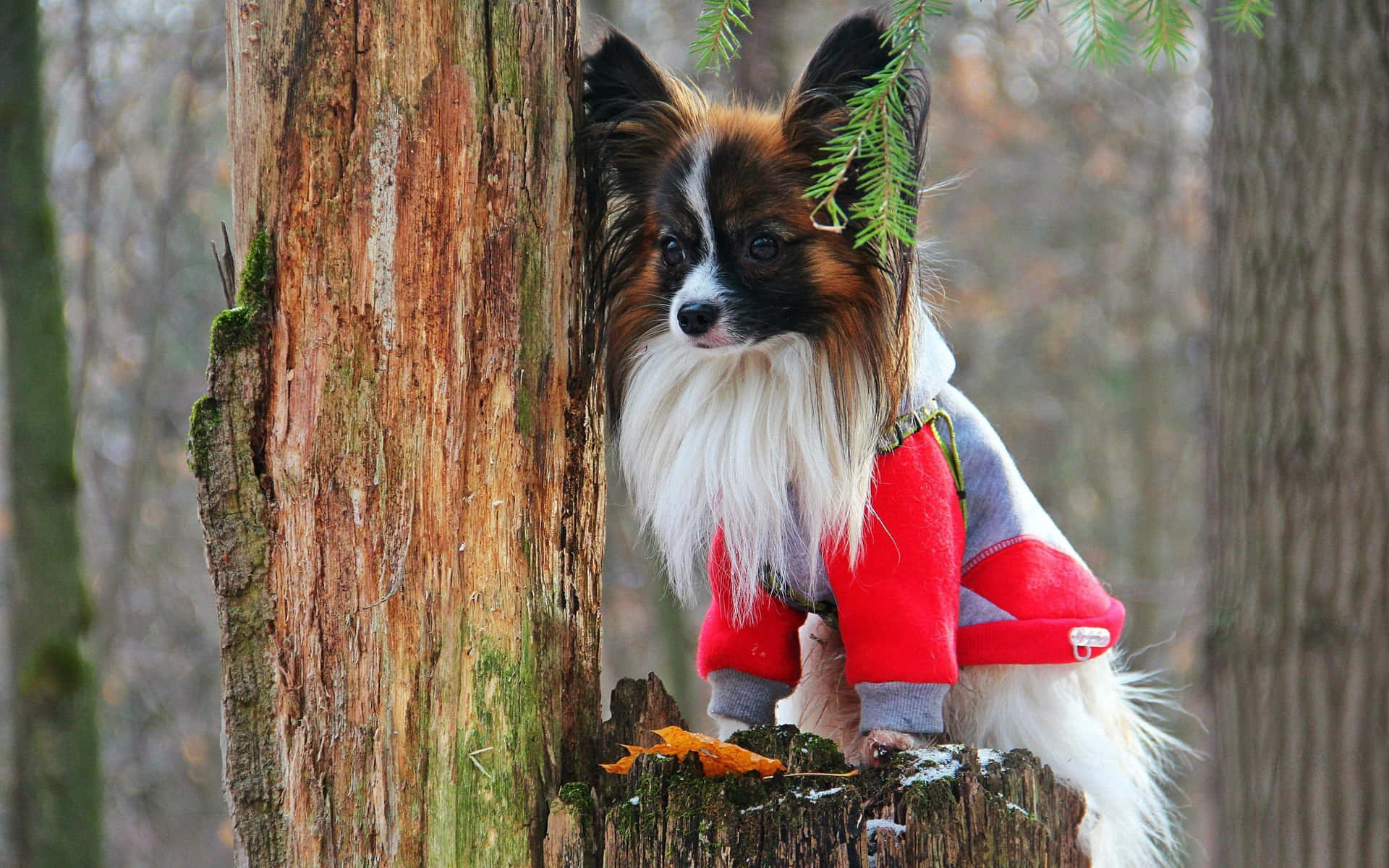 Papillon Hond Aangekleed In Bos Achtergrond