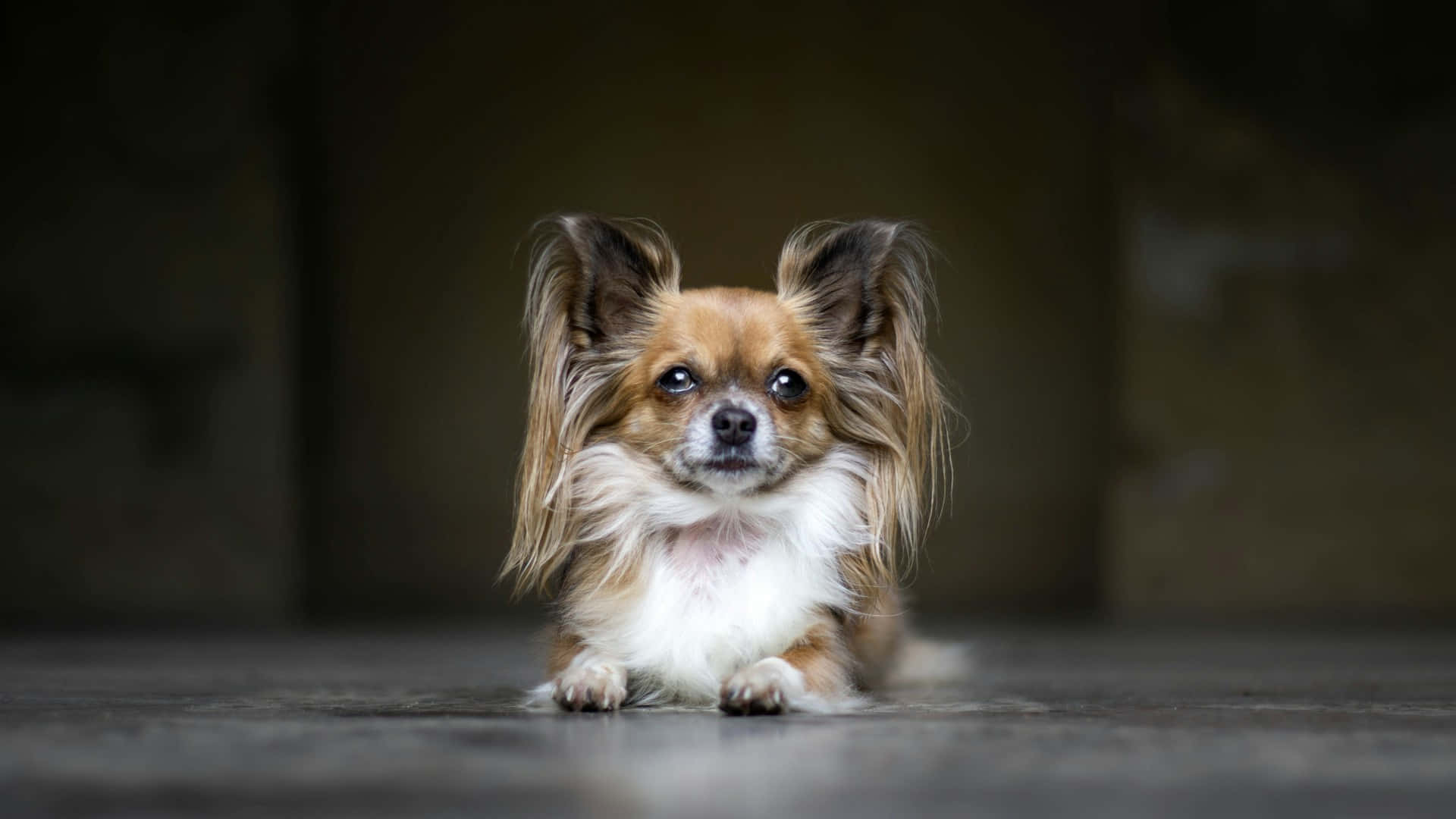 Papillon Hond Elegante Pose Achtergrond