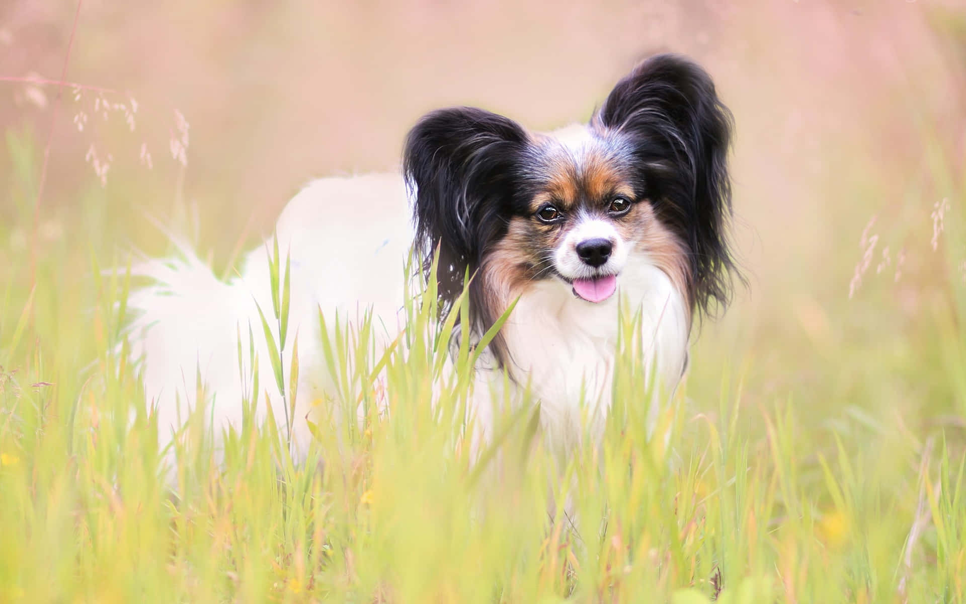 Papillon Hond In Grasveld.jpg Achtergrond