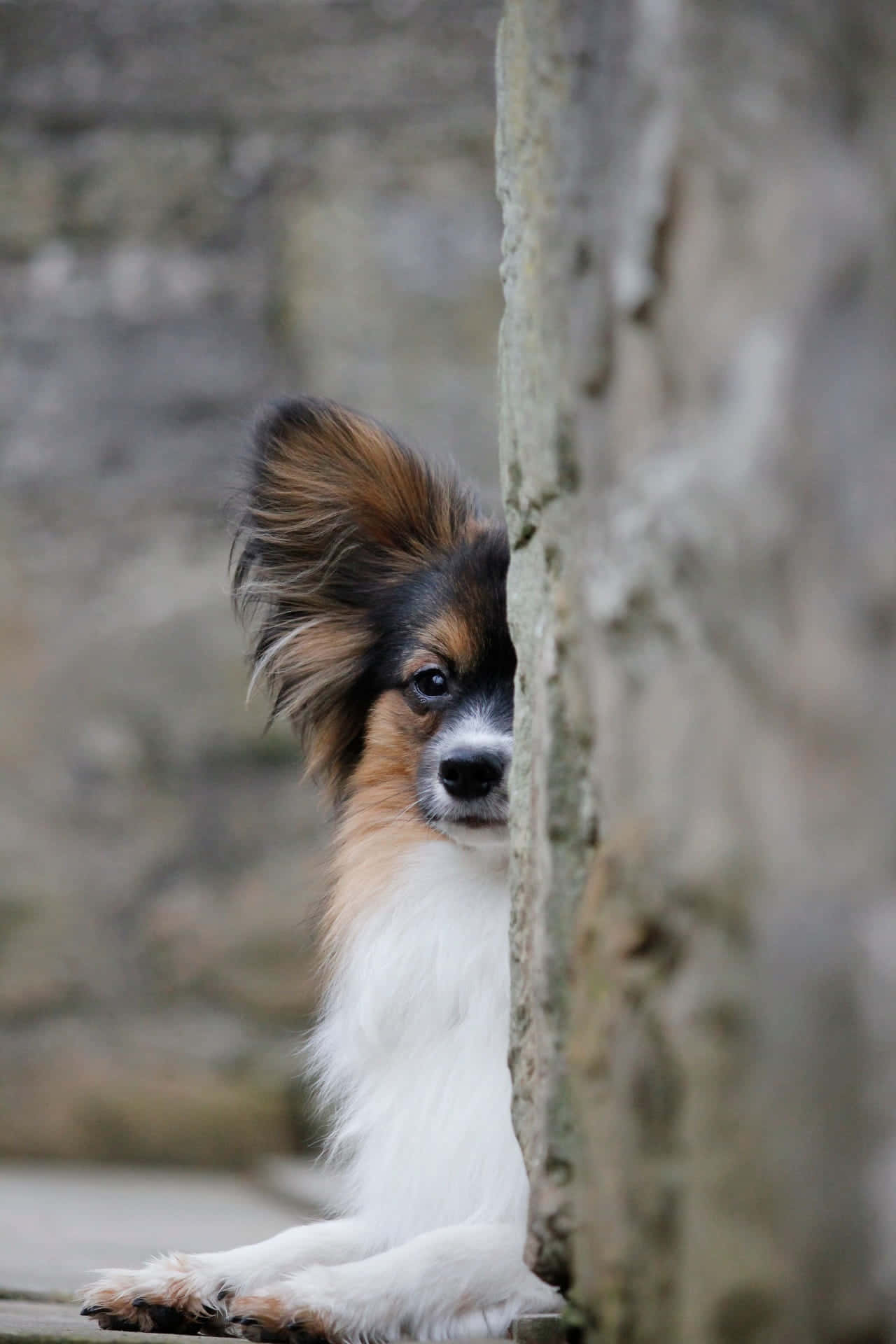 Papillon Hond Kijkend Om Hoek Achtergrond