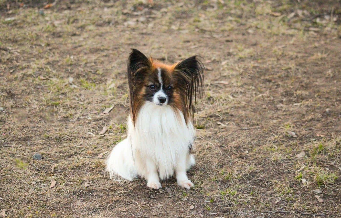 Papillon Hond Pose Buiten Achtergrond