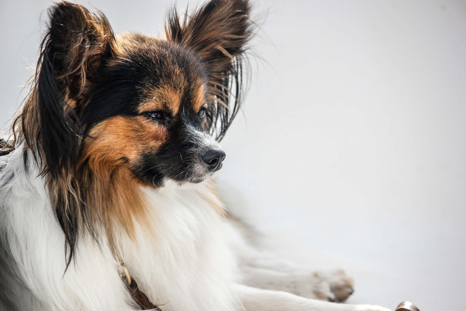 Papillon Hond Profiel Portret Achtergrond