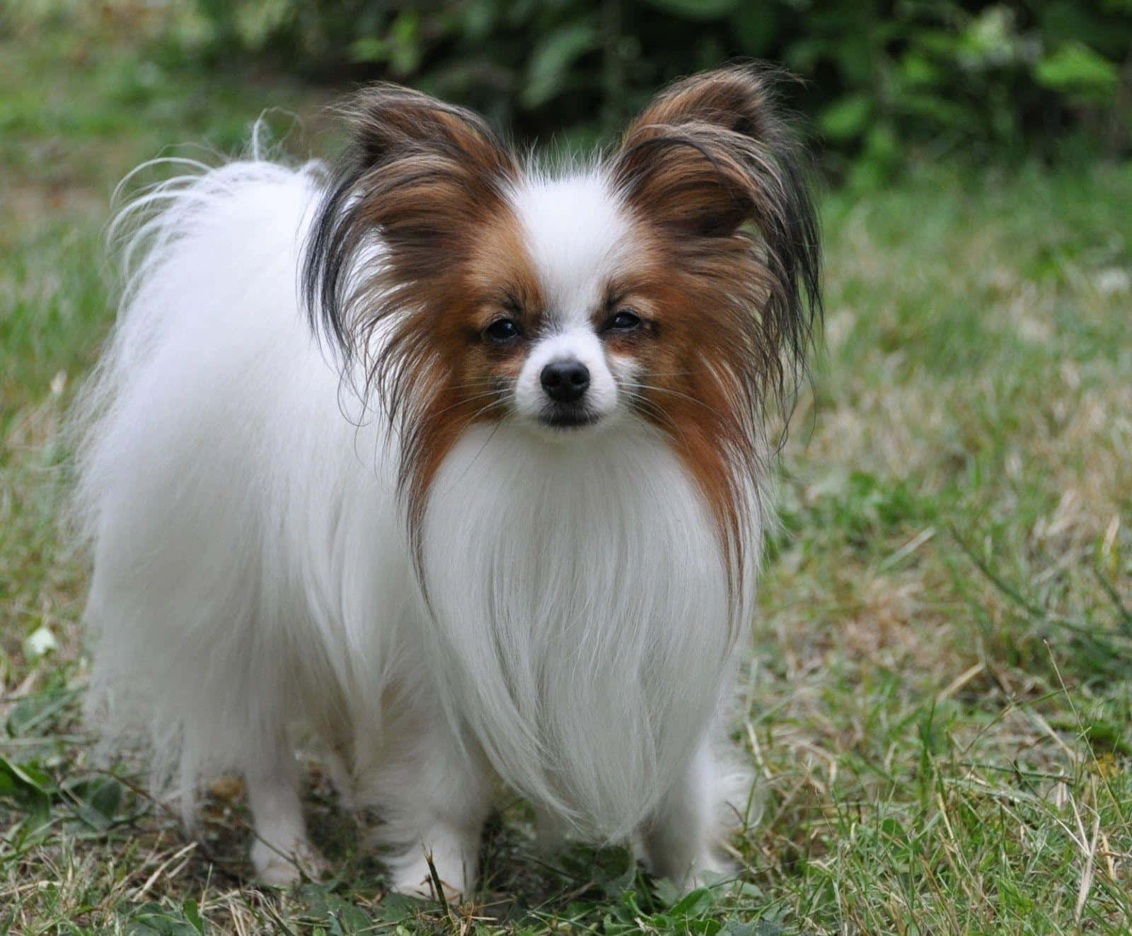 Papillon Hond Staand In Gras Achtergrond