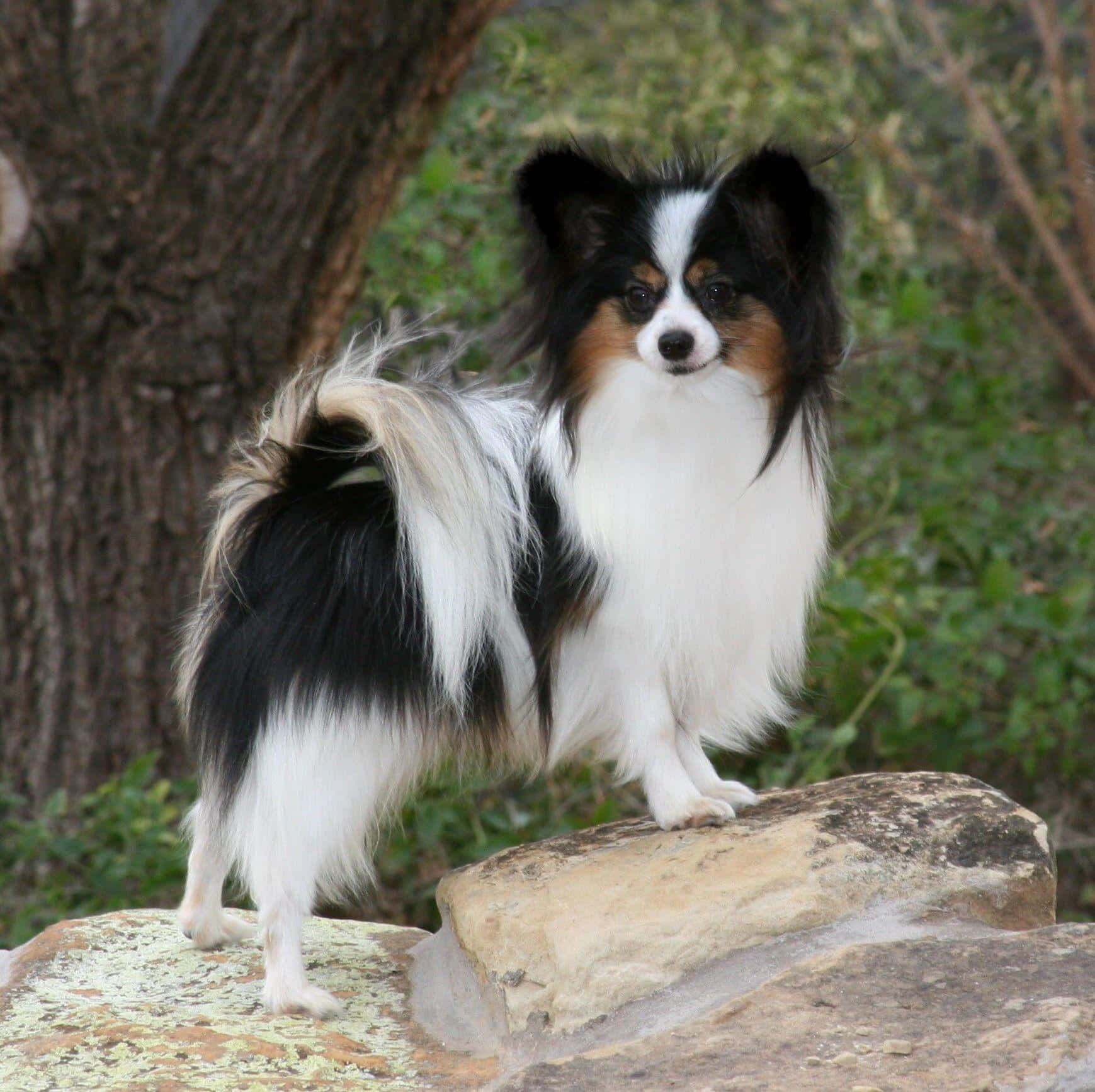 Papillon Hond Staande Op Steen Buiten Achtergrond