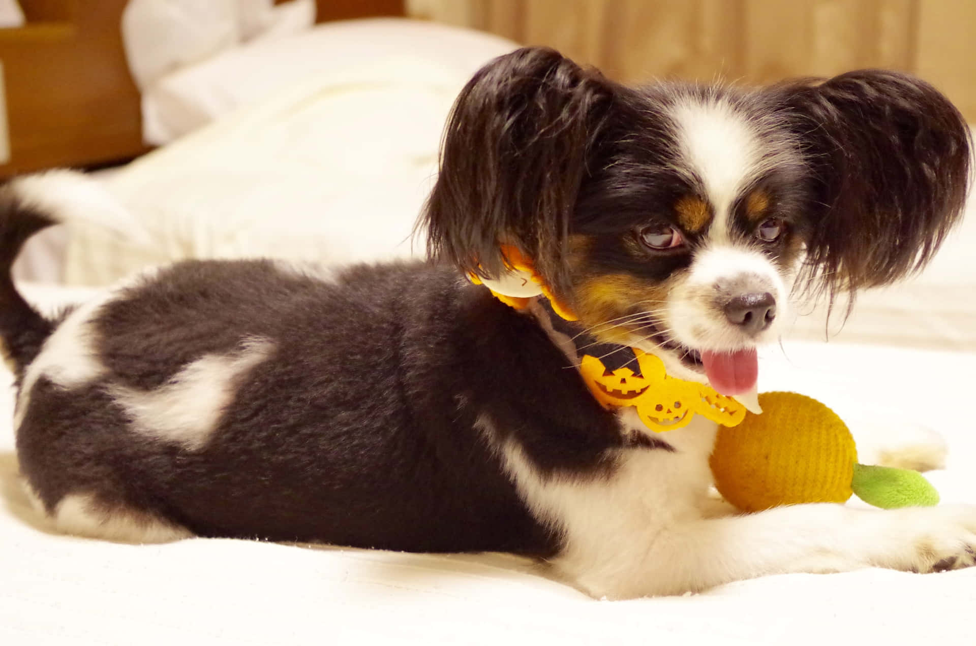 Papillon Hond Met Speelgoed En Halloween Halsband Achtergrond