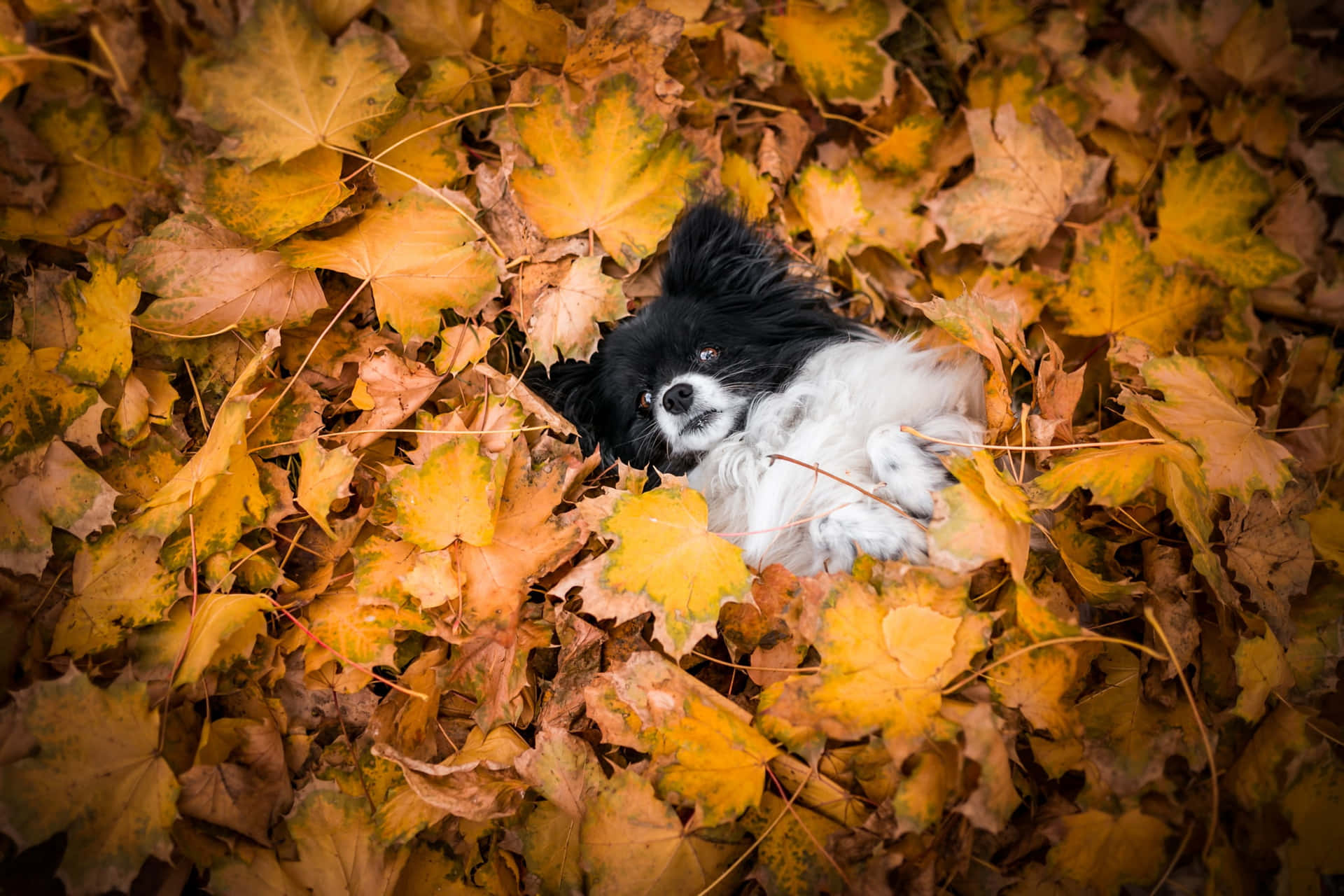 Papillon Hond In Herfstbladeren Achtergrond