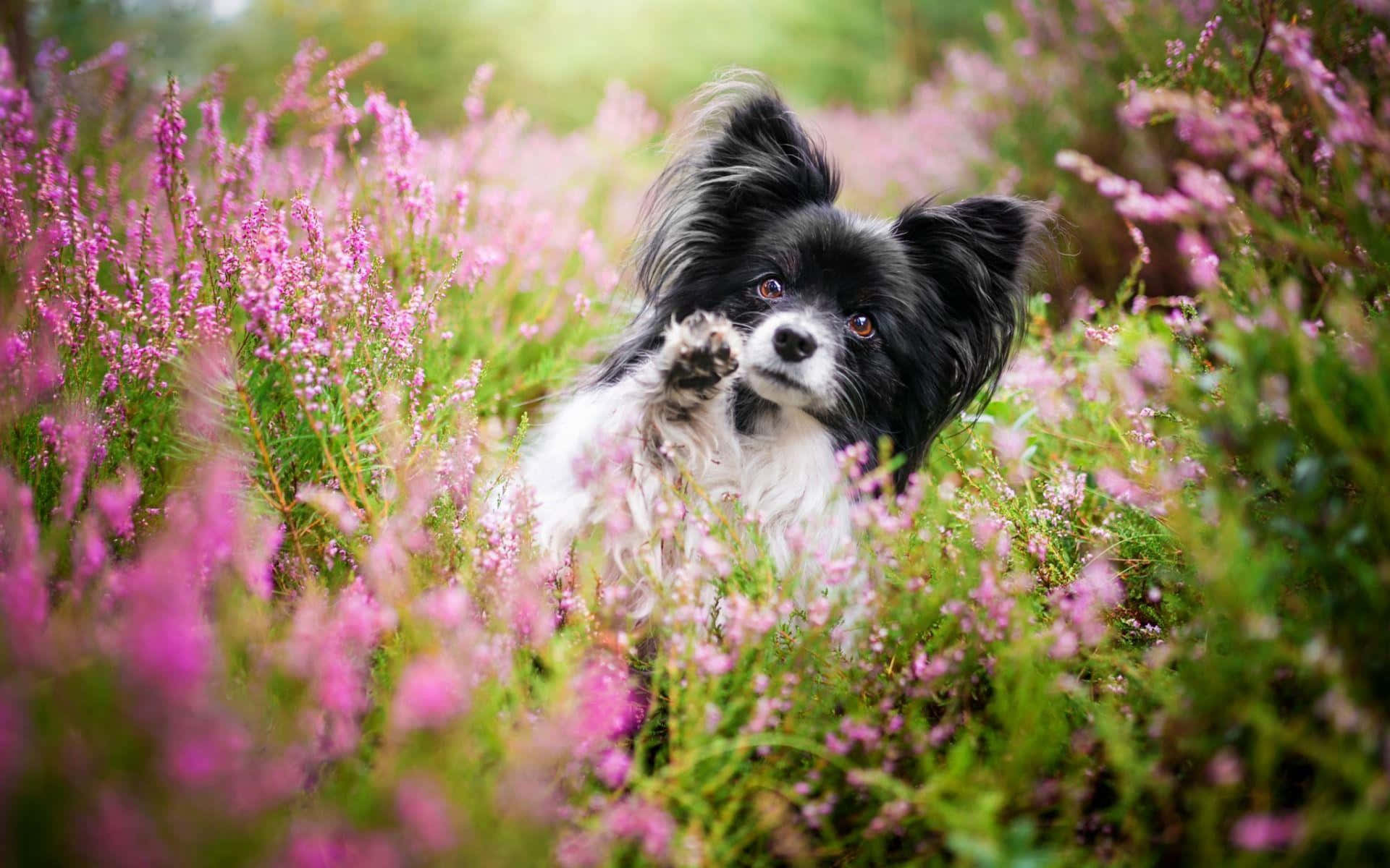 Papillon Hond In Bloeiende Velden Achtergrond