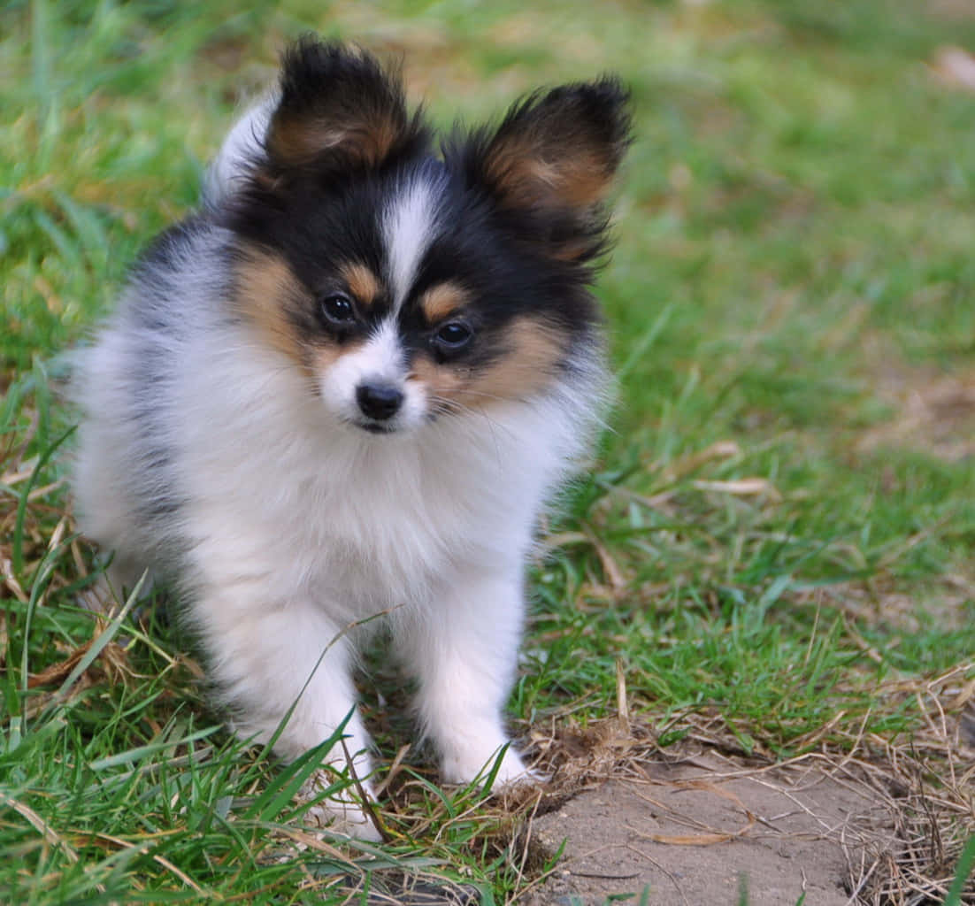 Little Papillon Puppy On Grass Picture