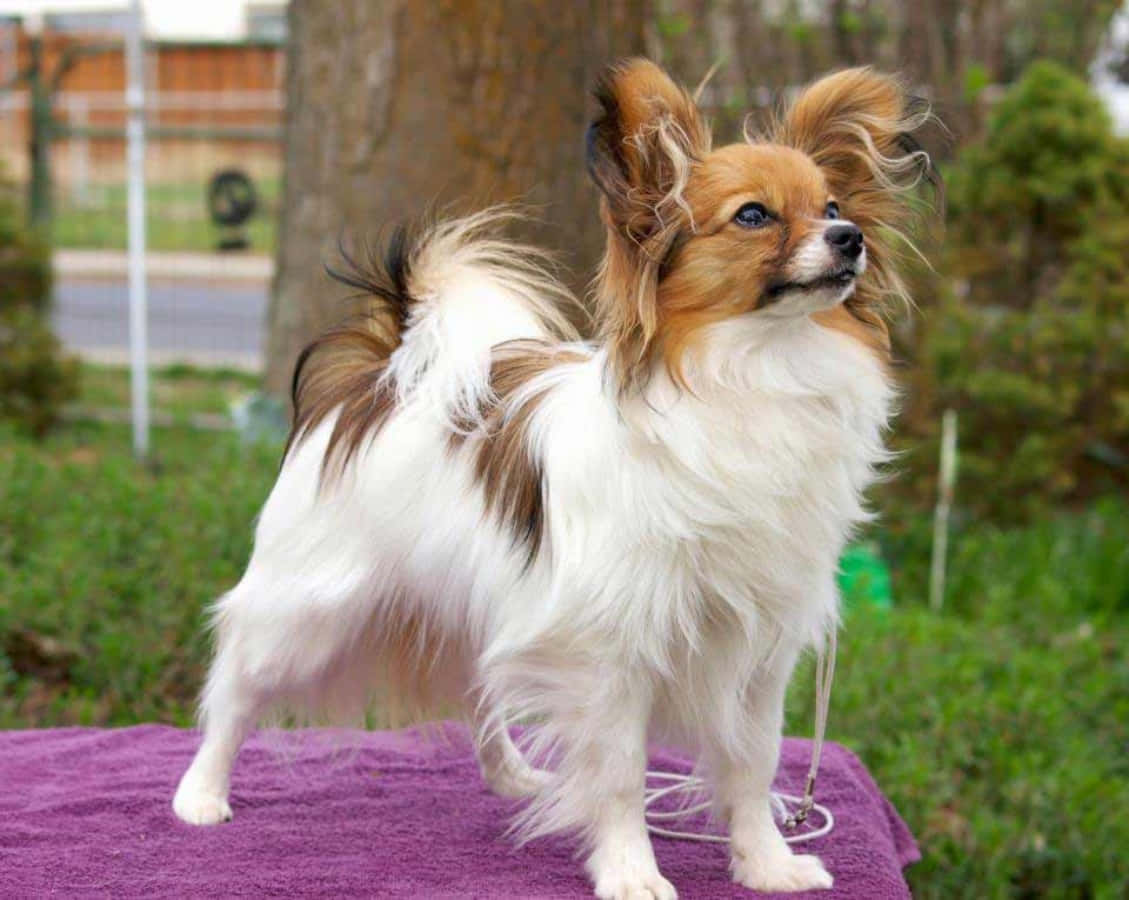 Long Haired Papillon Dog Picture
