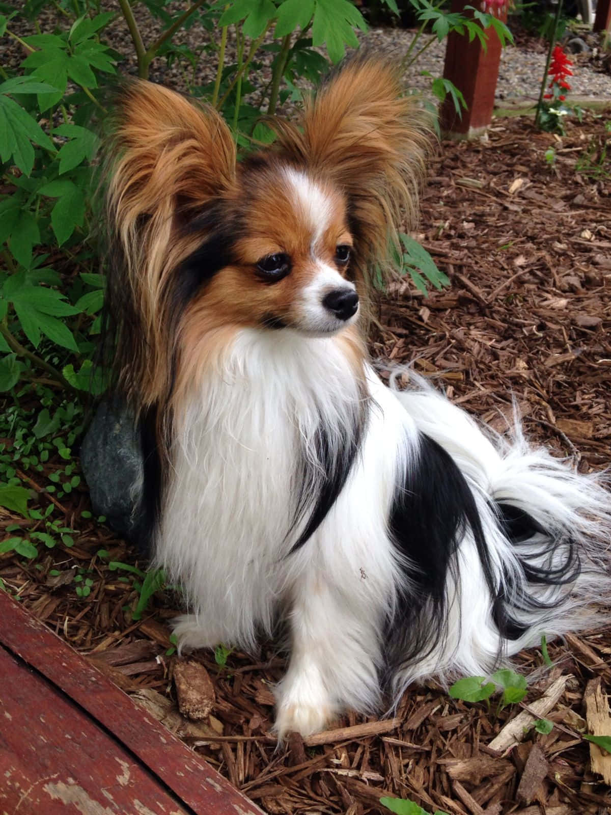 Papillon Dog On Dry Leaves Picture