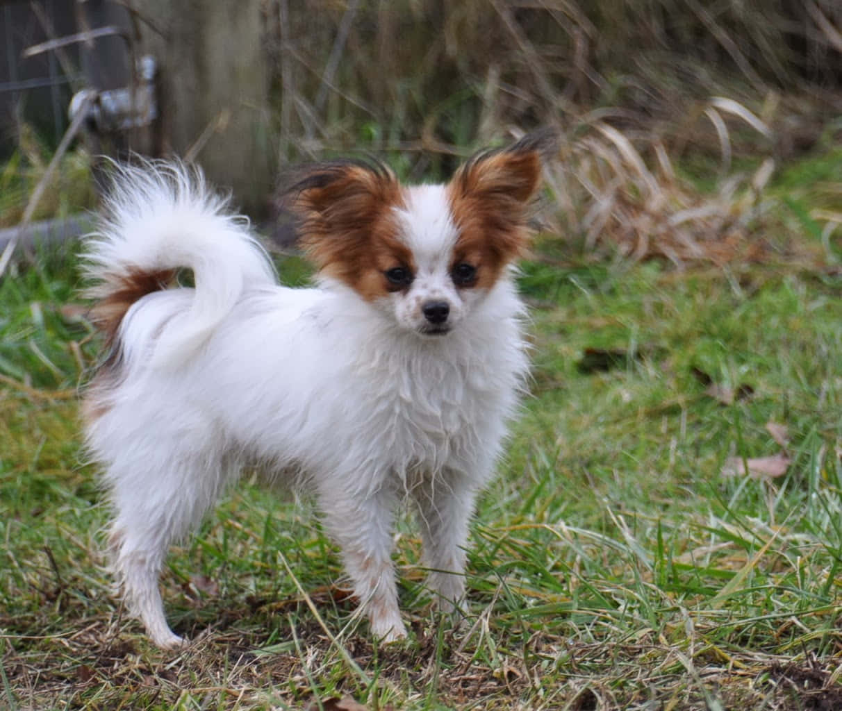 Papillon Dog With Small Face Picture