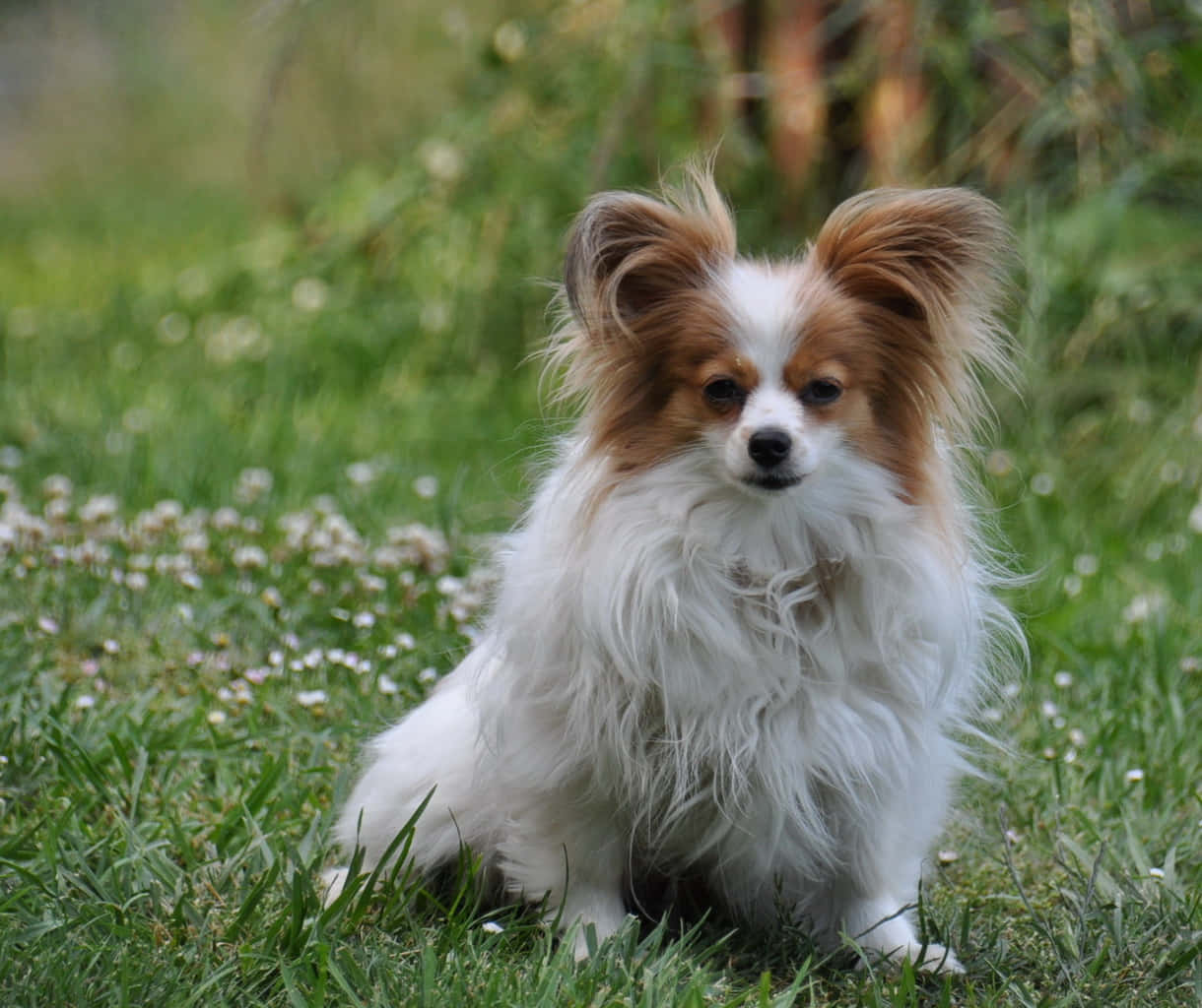 Brown And White Papillon Dog Picture