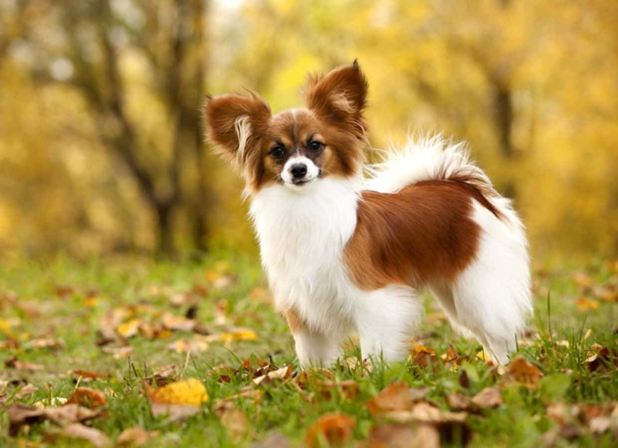 Papillon Dog In Park Picture