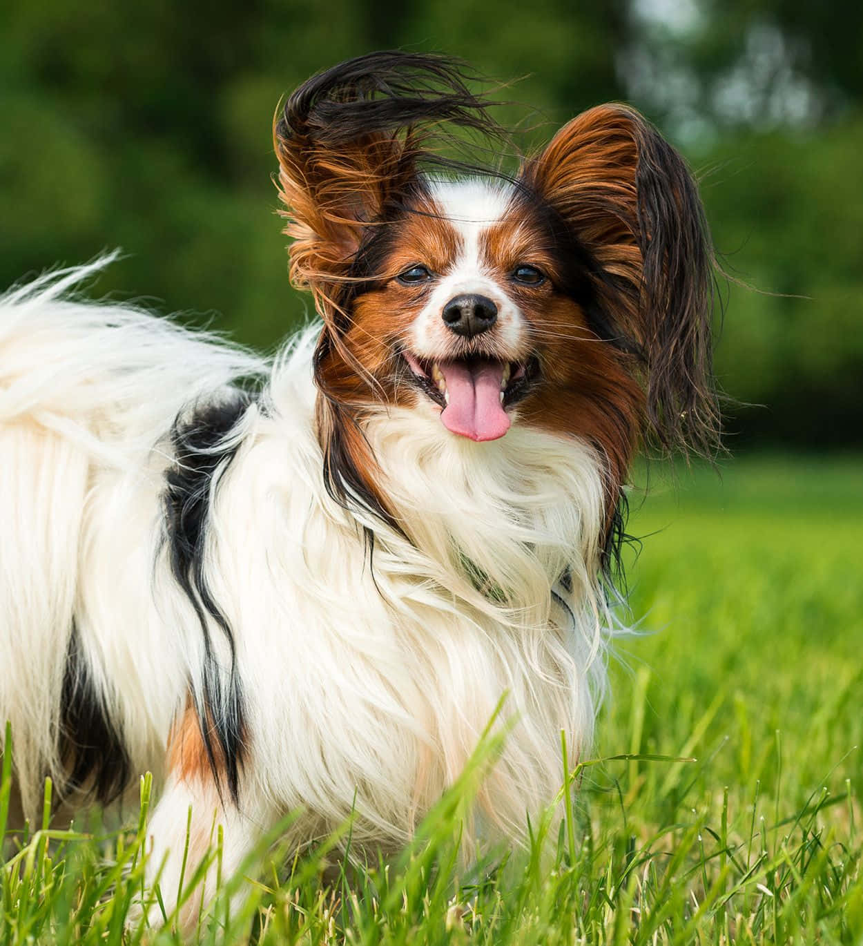 Papillon Dog On Grass Tongue Out Picture
