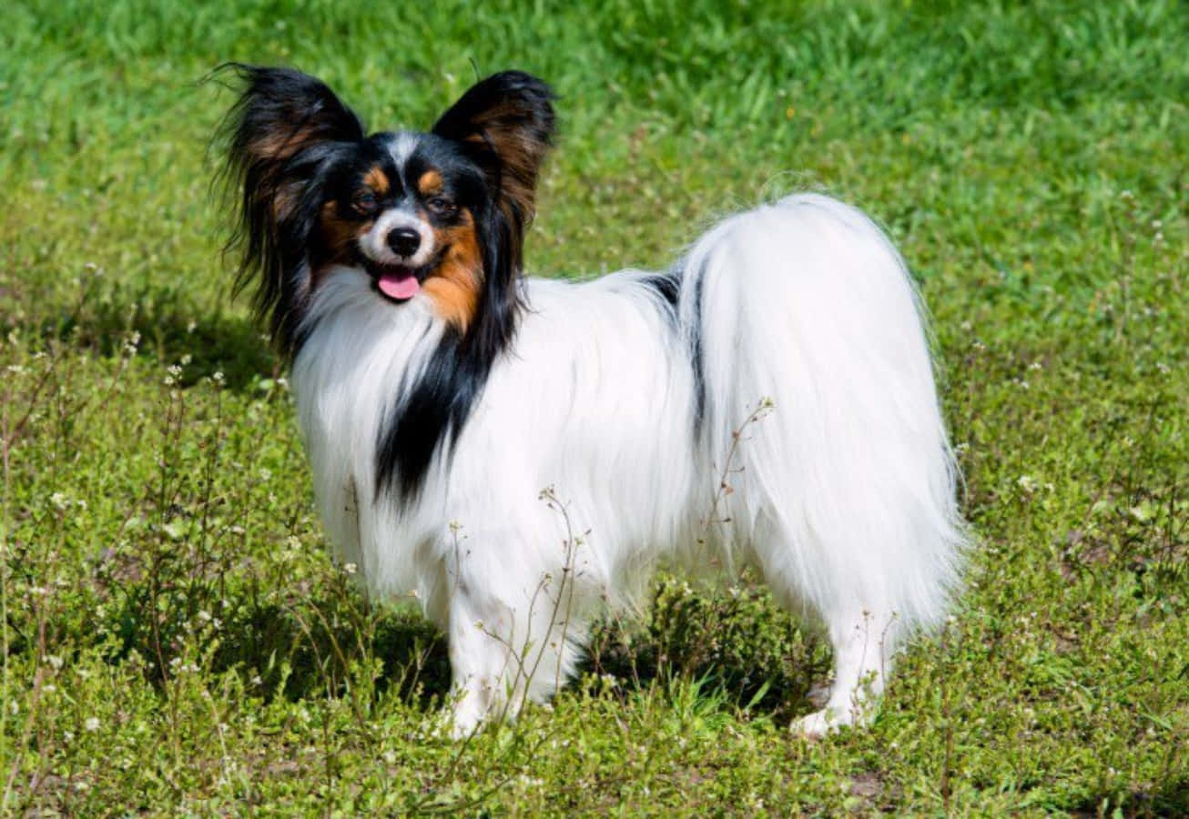 Smiling Papillon Dog On Grass Picture