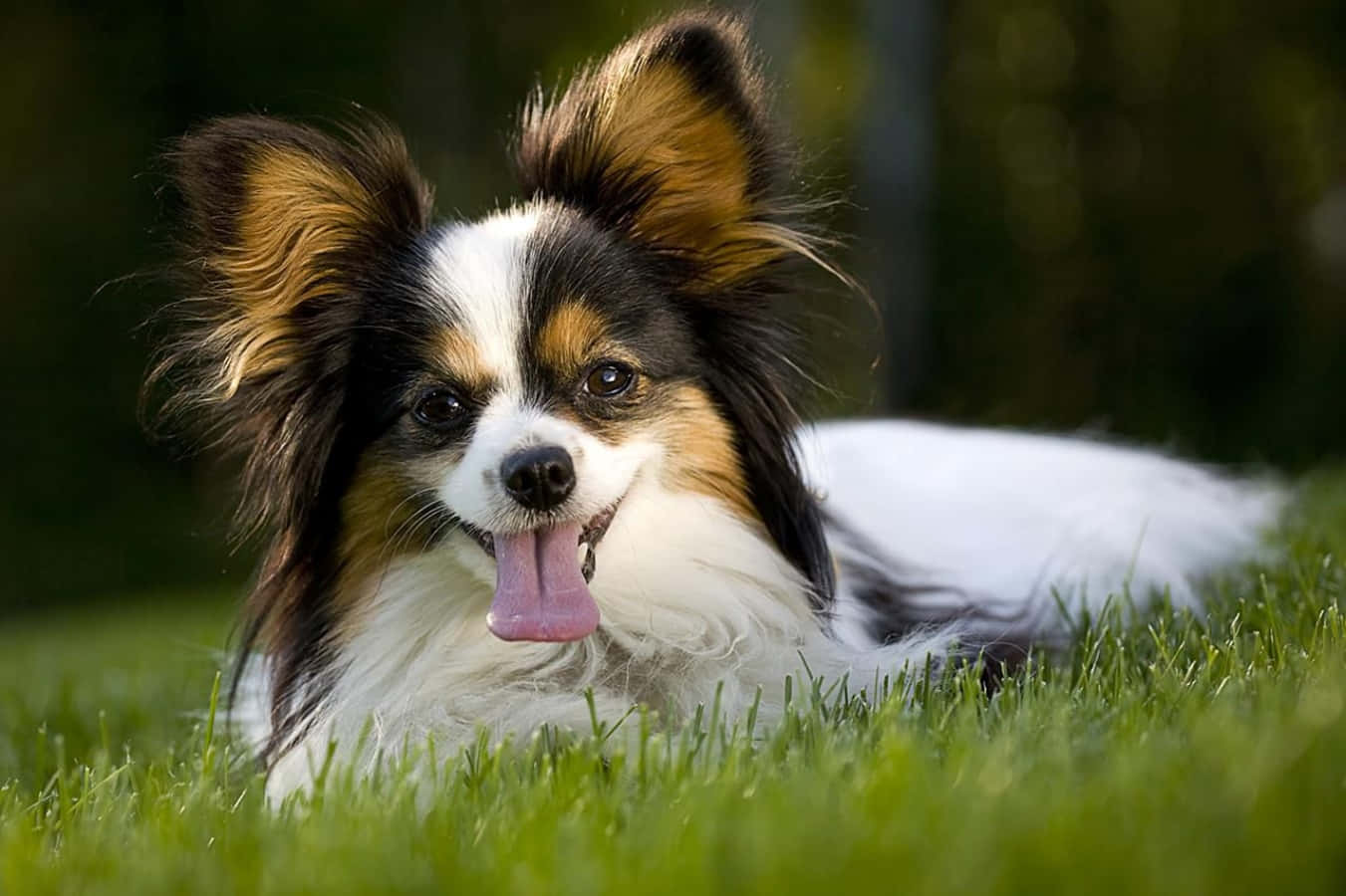 Papillon Lying Tongue Out Picture
