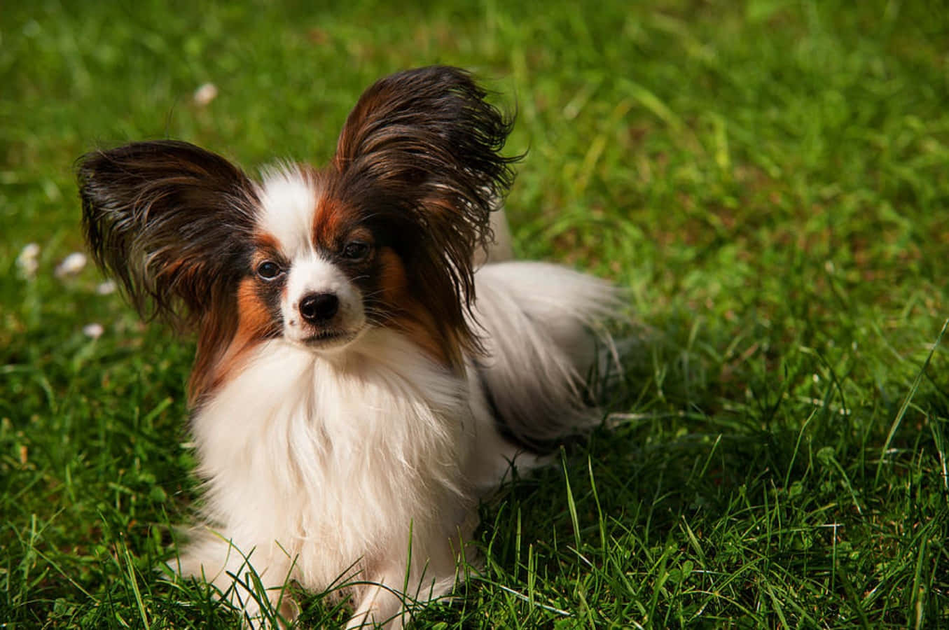 Papillon Dog Lying On Grass Picture